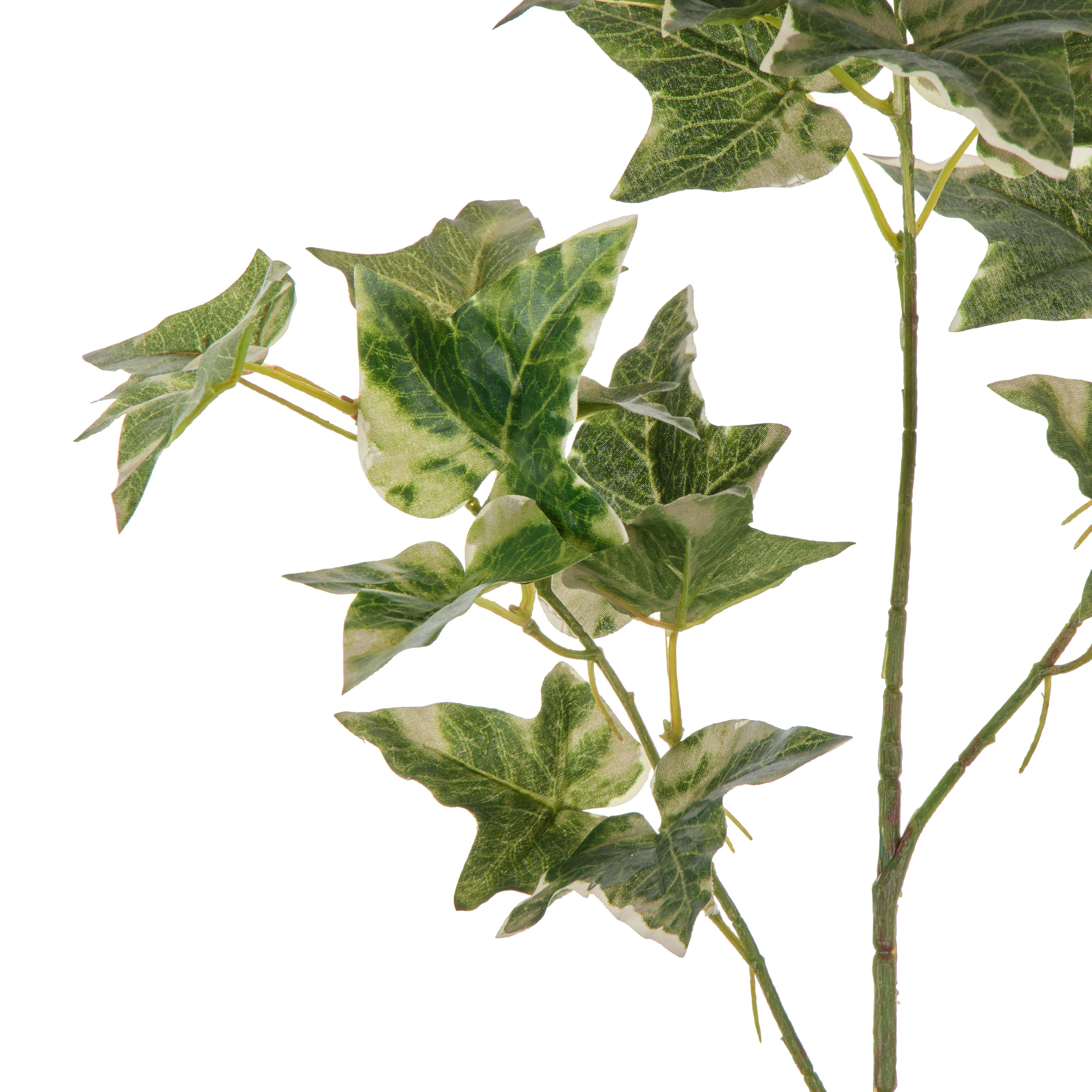 Rogue English Ivy Spray