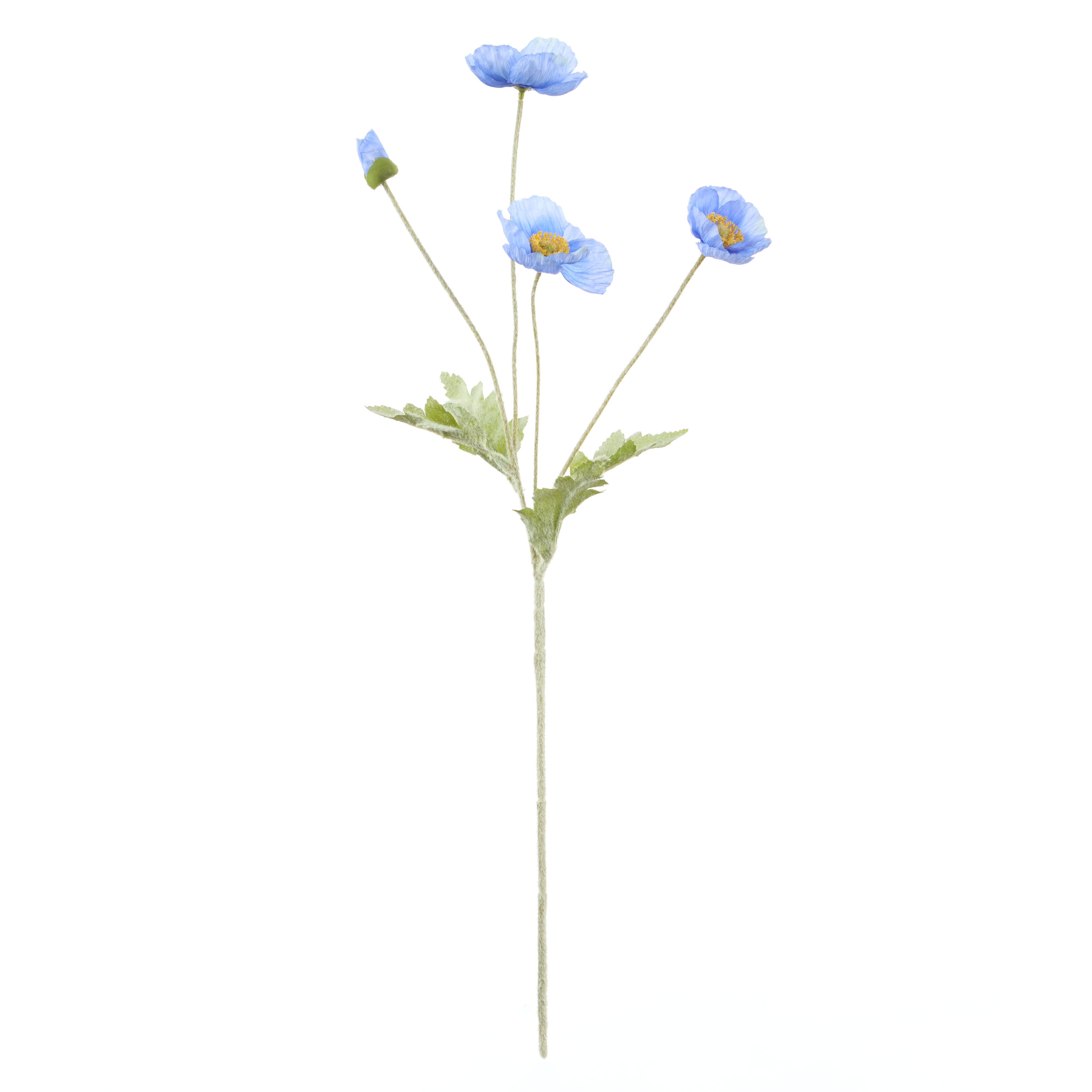 Rogue Poppy Spray Blue