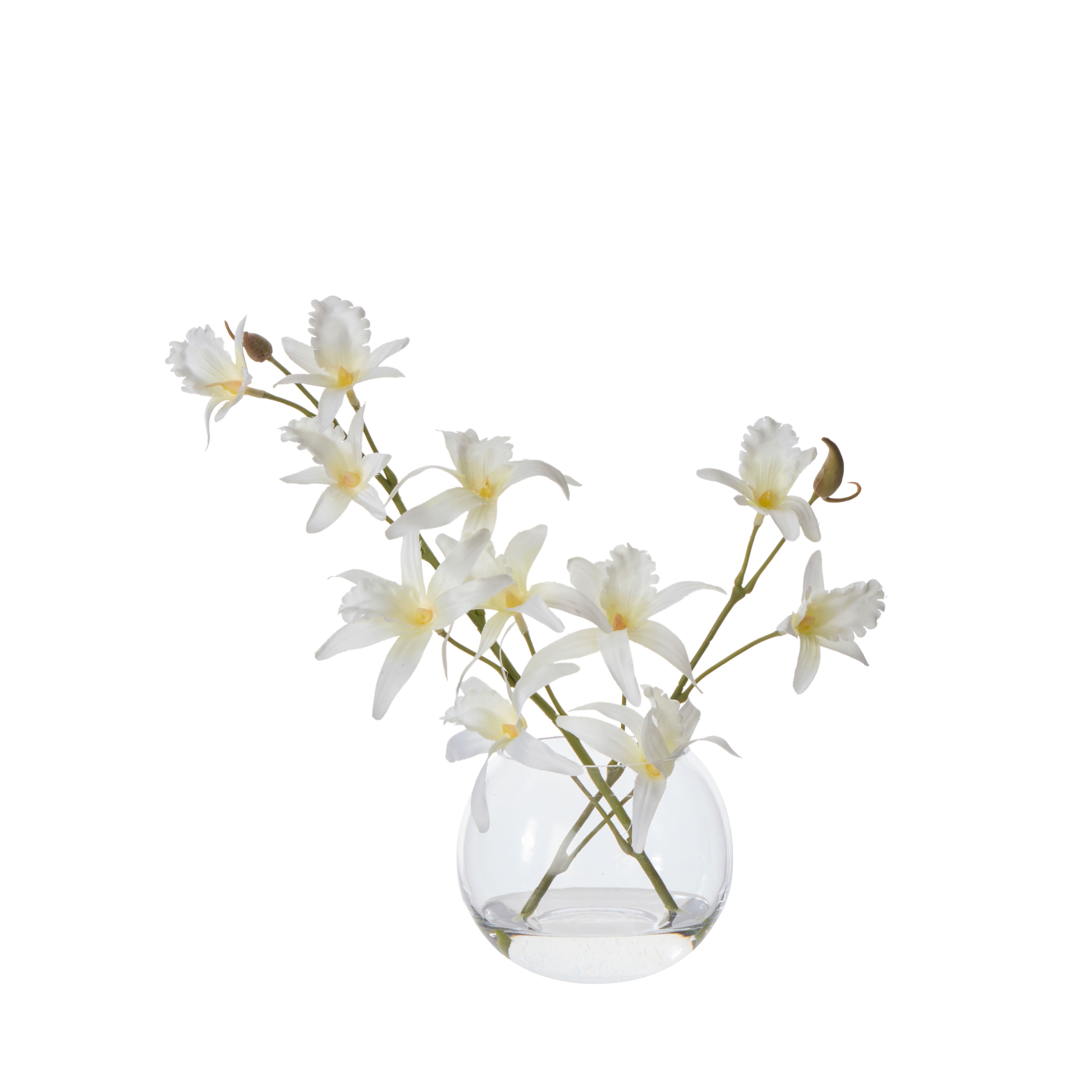 Rogue Dendrobium - Sphere White