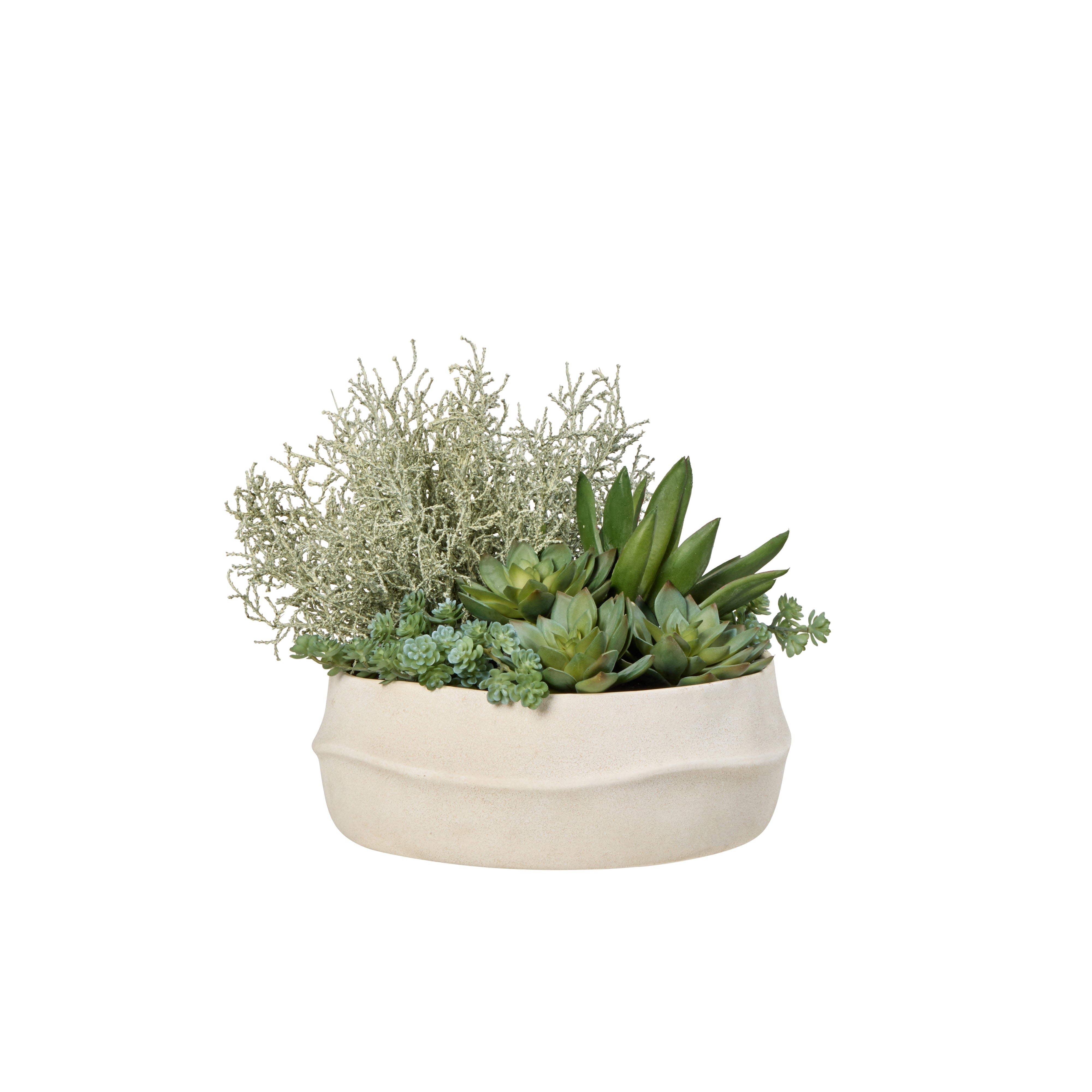 Rogue Echeveria Santolina Mix - Maliah Pot