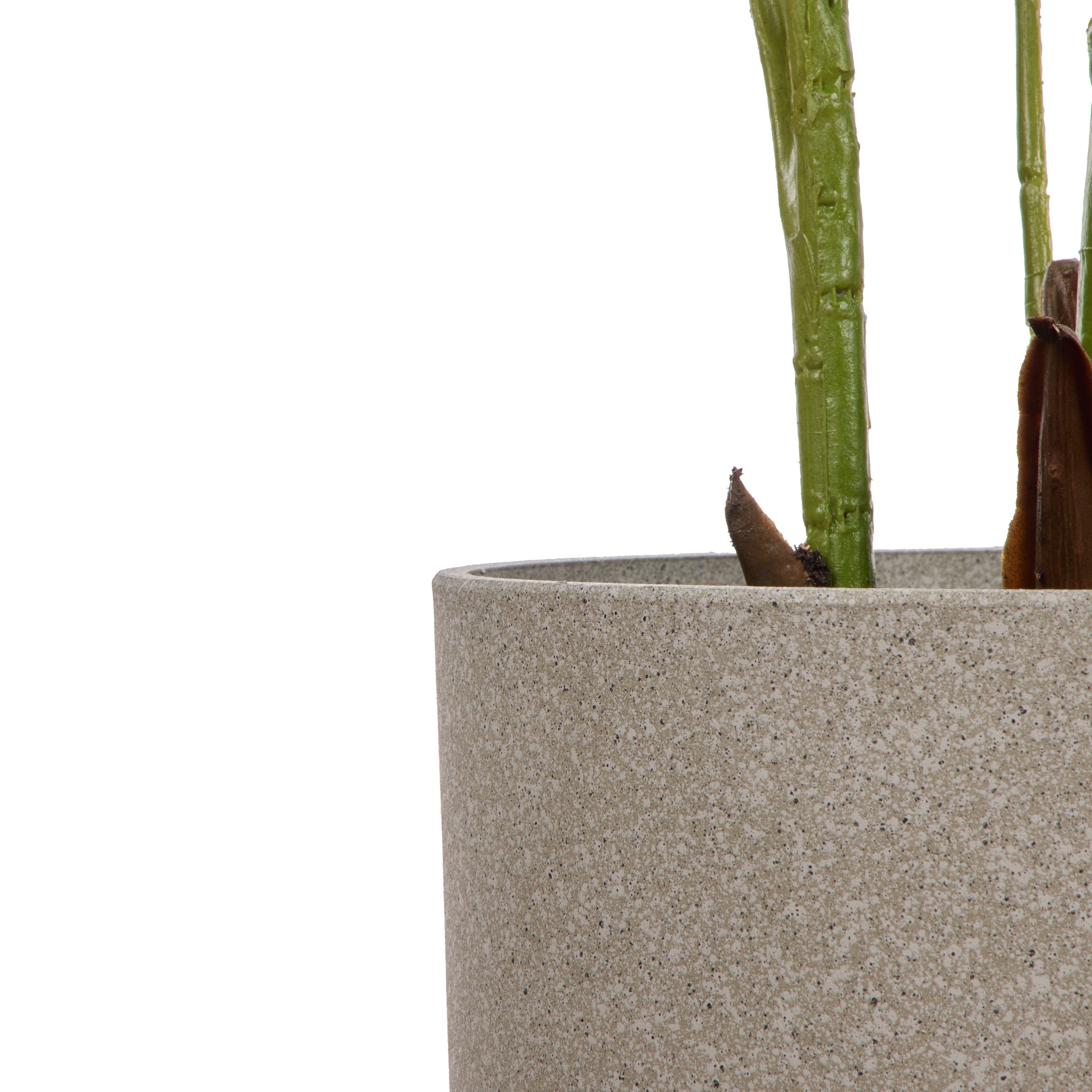 Rogue Areca Palm - Cylinder UV Green 145cm