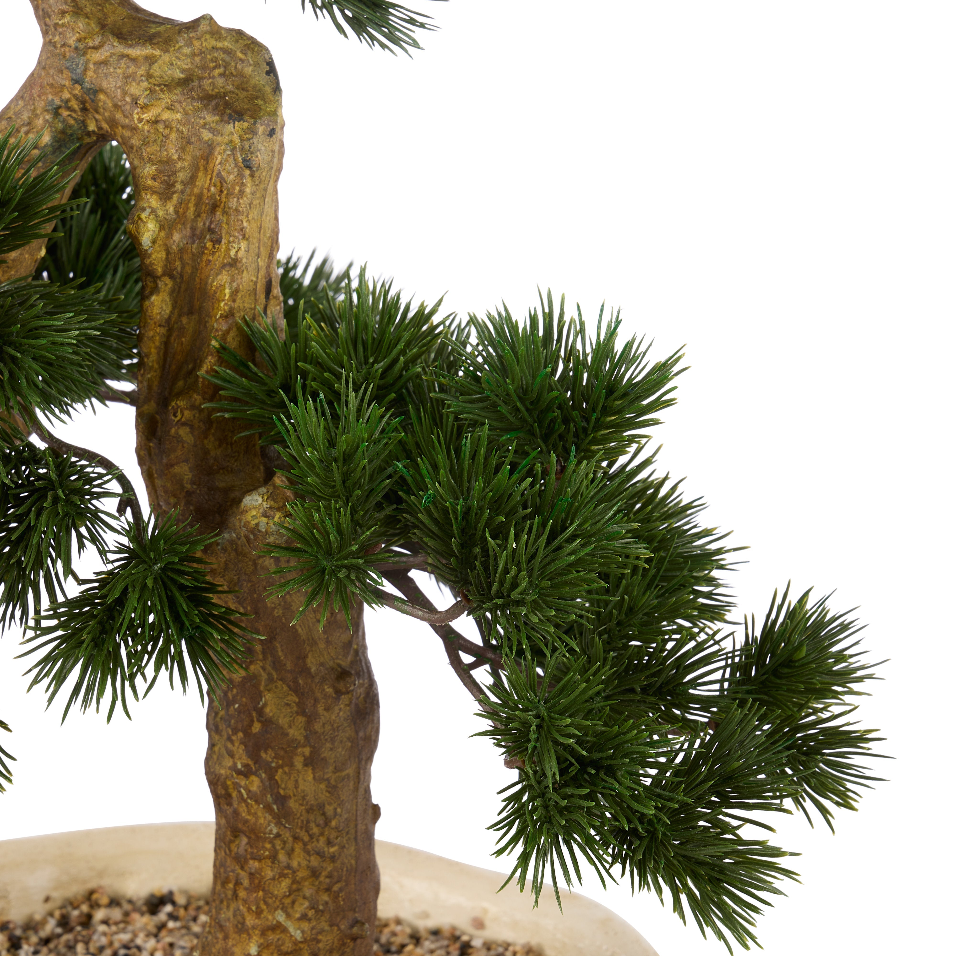 Rogue Pine Bonsai Small Textured Cement Pot Green