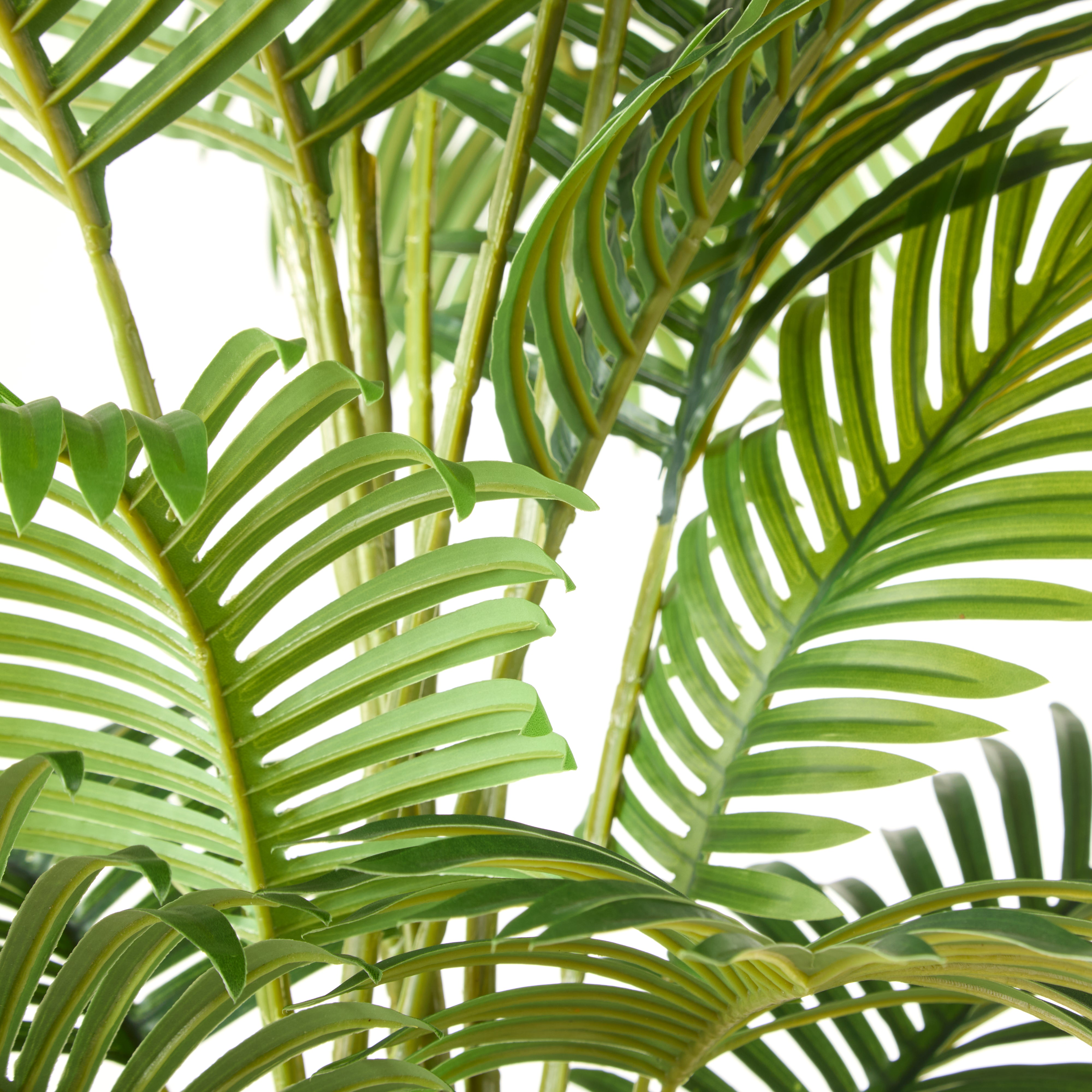 Rogue Areca Palm Tree - Garden Pot 190cm