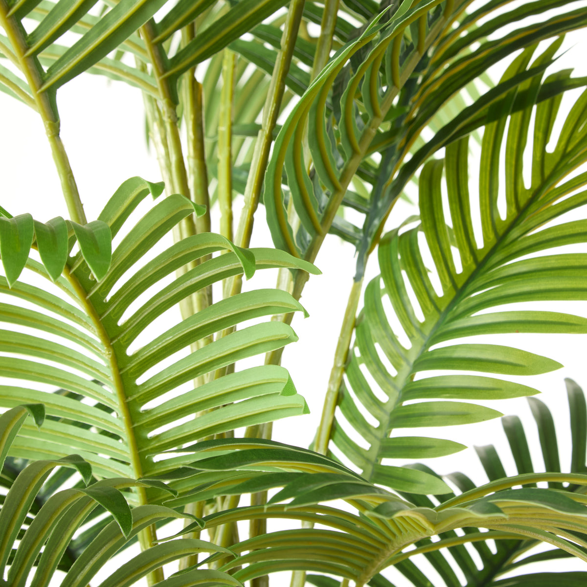 Rogue Areca Palm Tree - Garden Pot 190cm