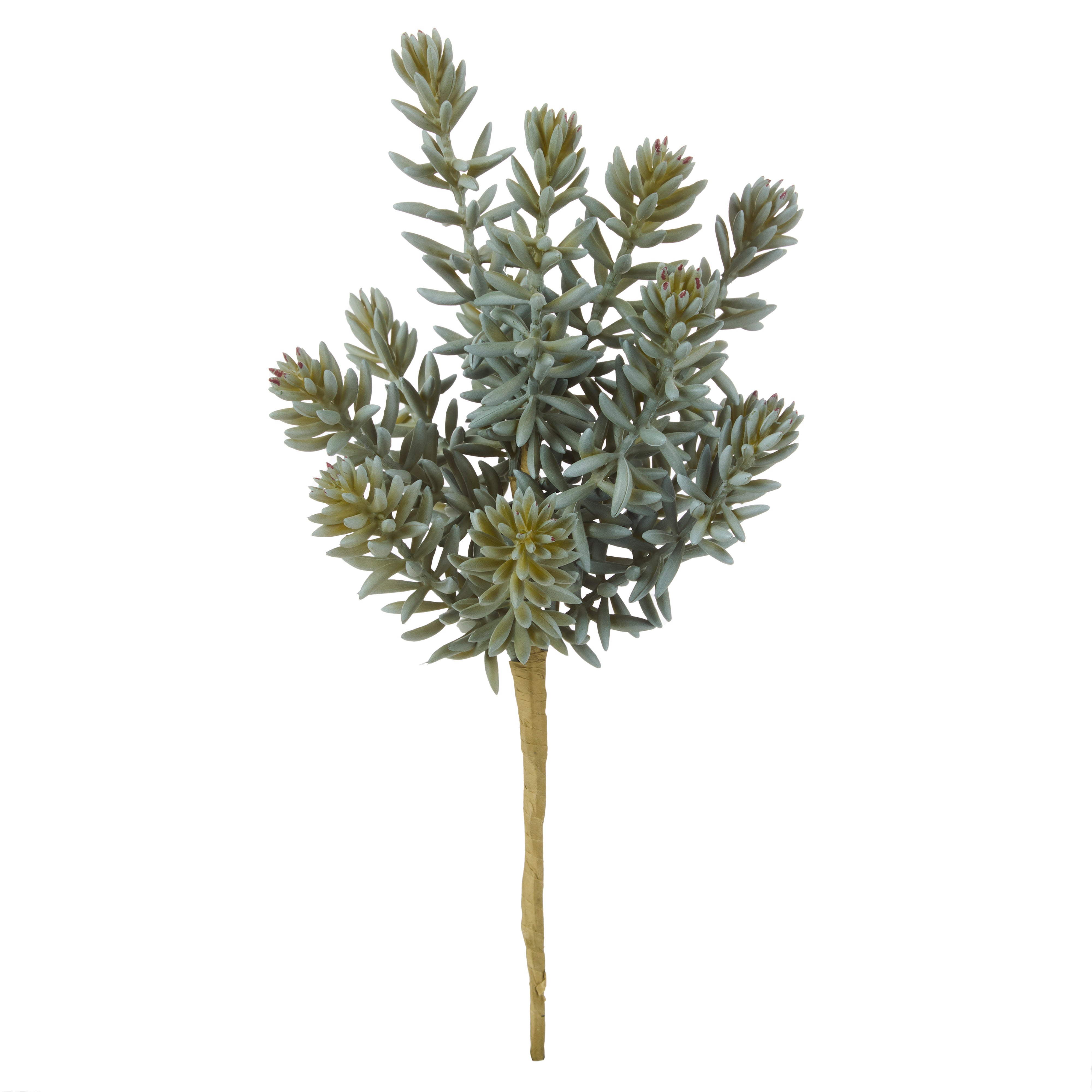 Rogue Senecio