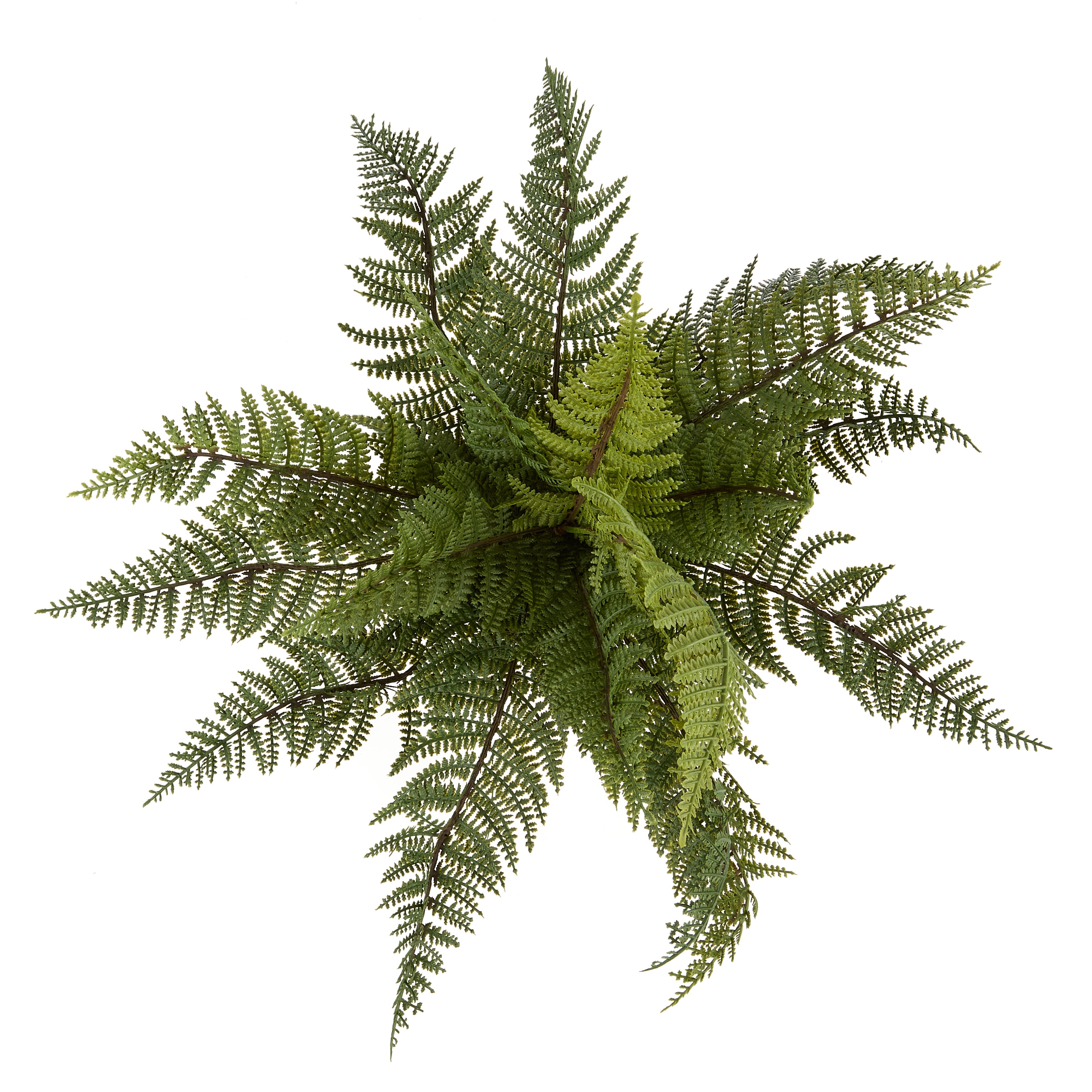 Rogue Leatherleaf Fern 41cm