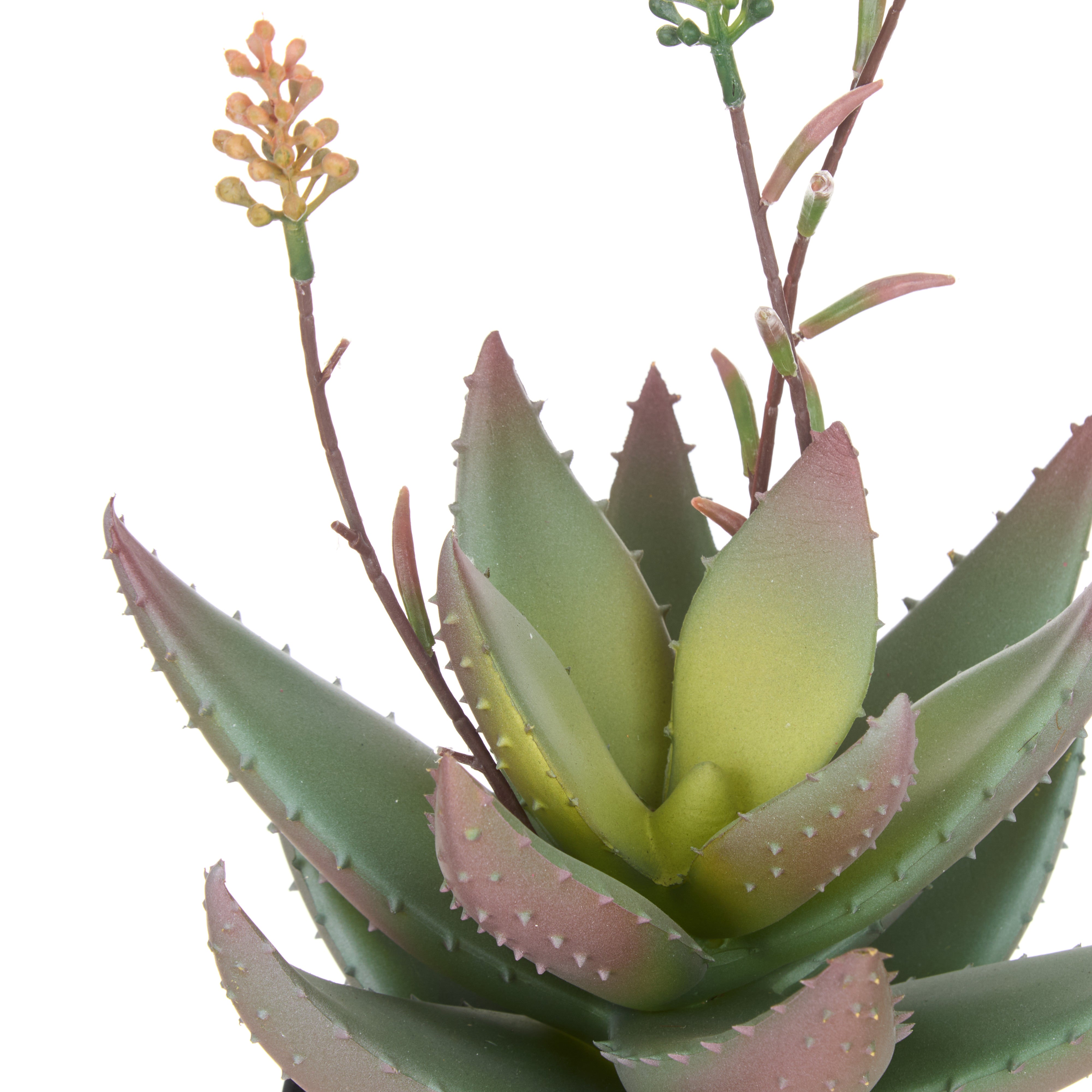 Rogue Flowering Aloe