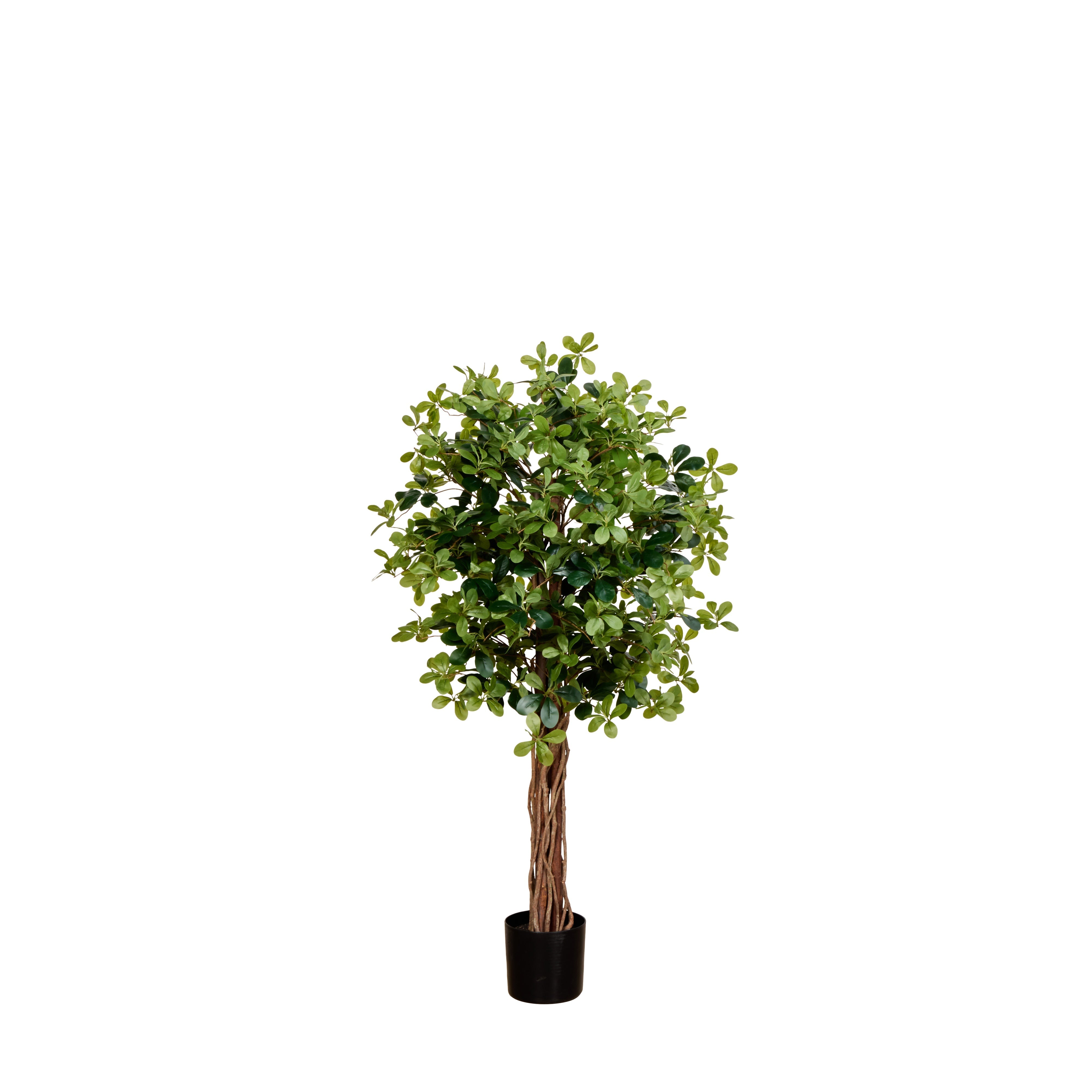 Rogue Banyan Tree - Garden Pot 150cm
