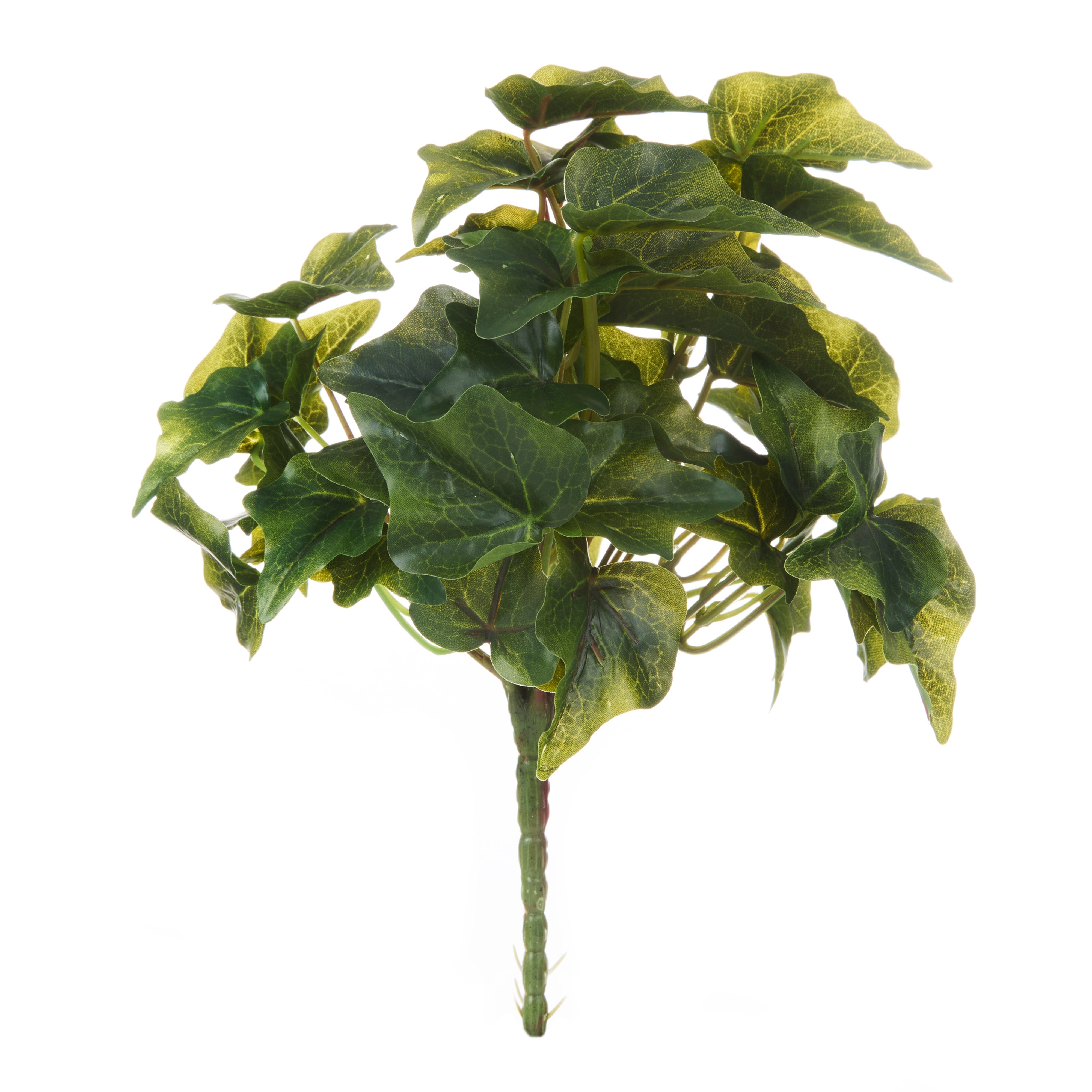 Rogue Ivy Bush