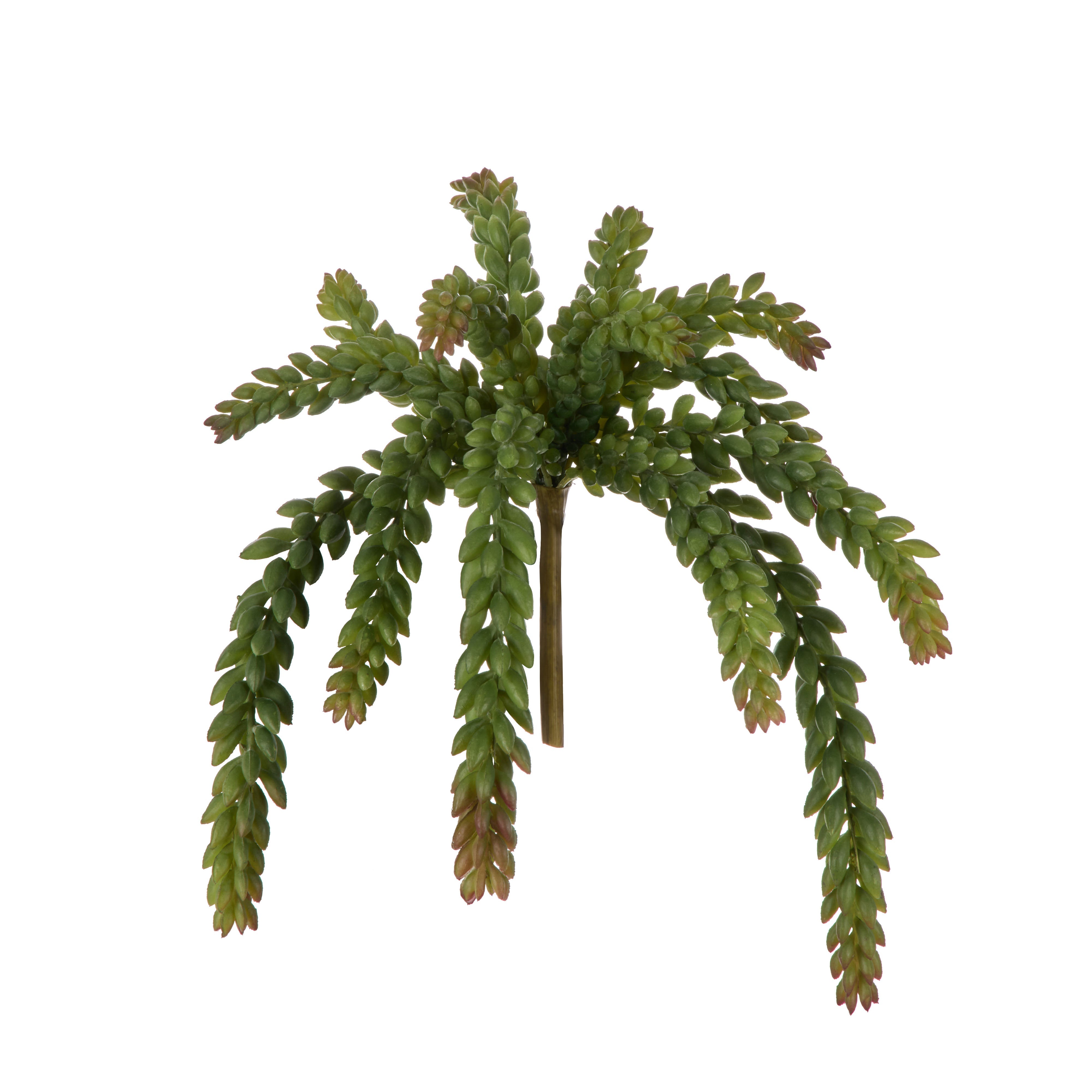 Rogue Burros Tail Succulent
