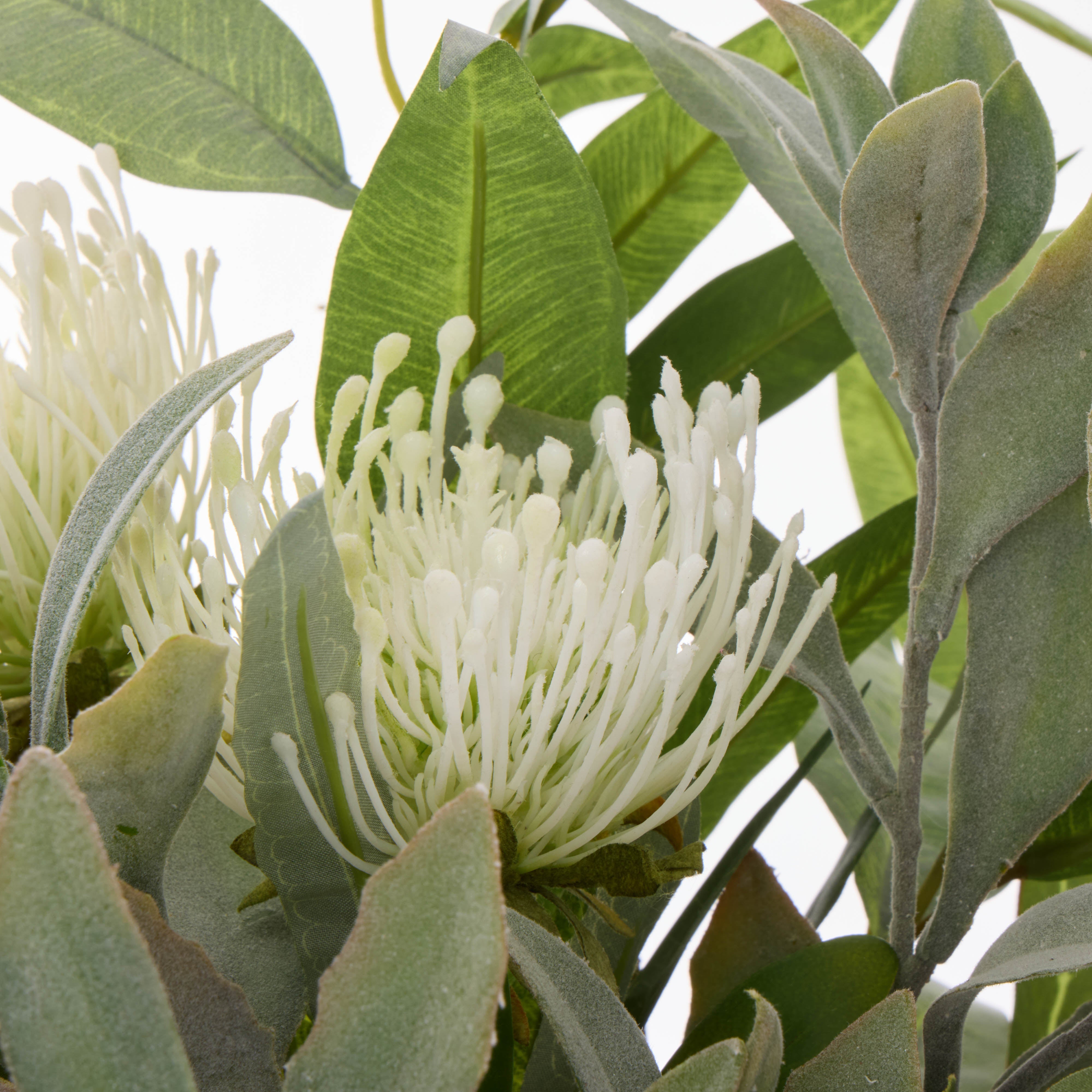 Rogue Australis Protea Eucalyptus Mix - Maliah Pot White 48cm