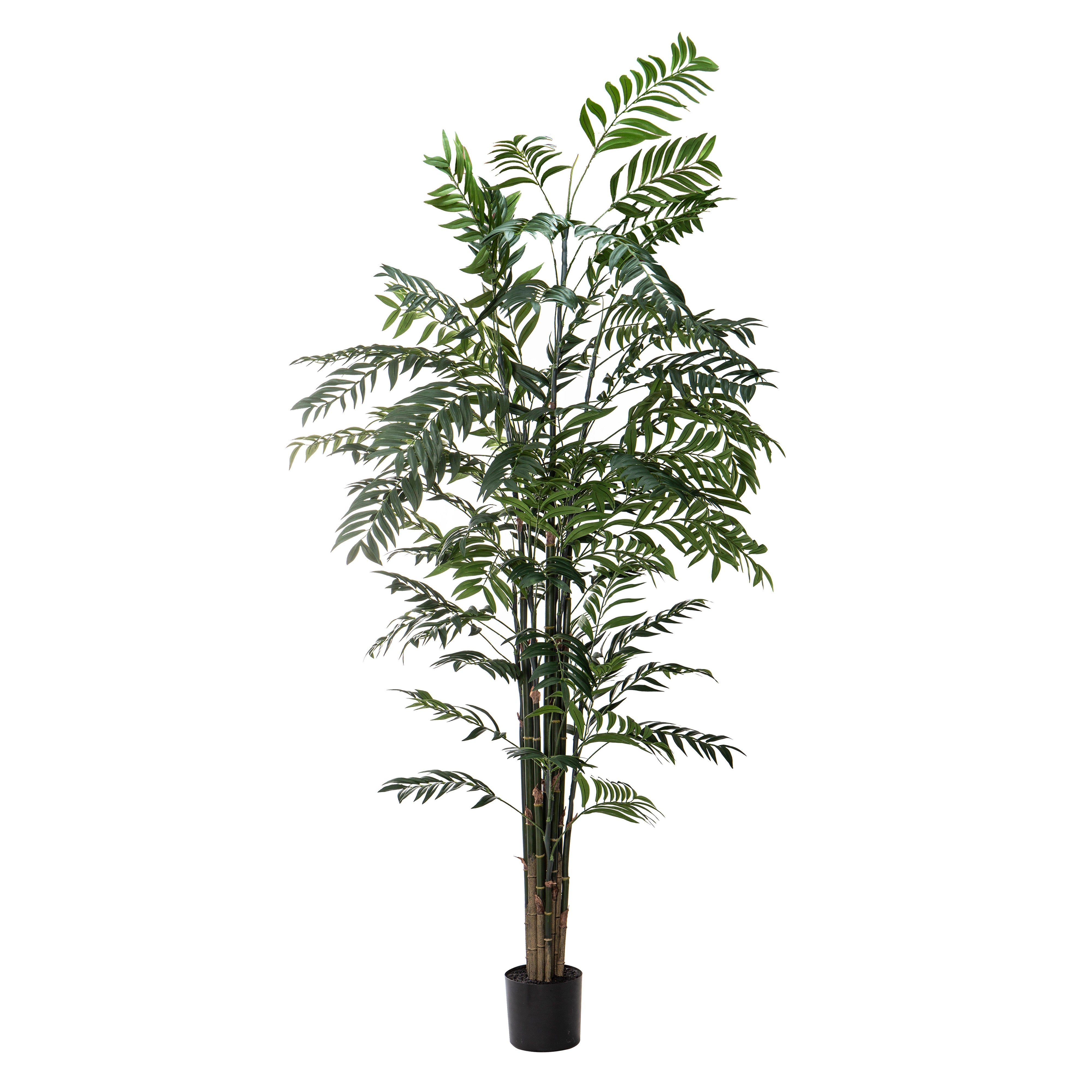 Rogue Deluxe Bamboo Palm 244cm