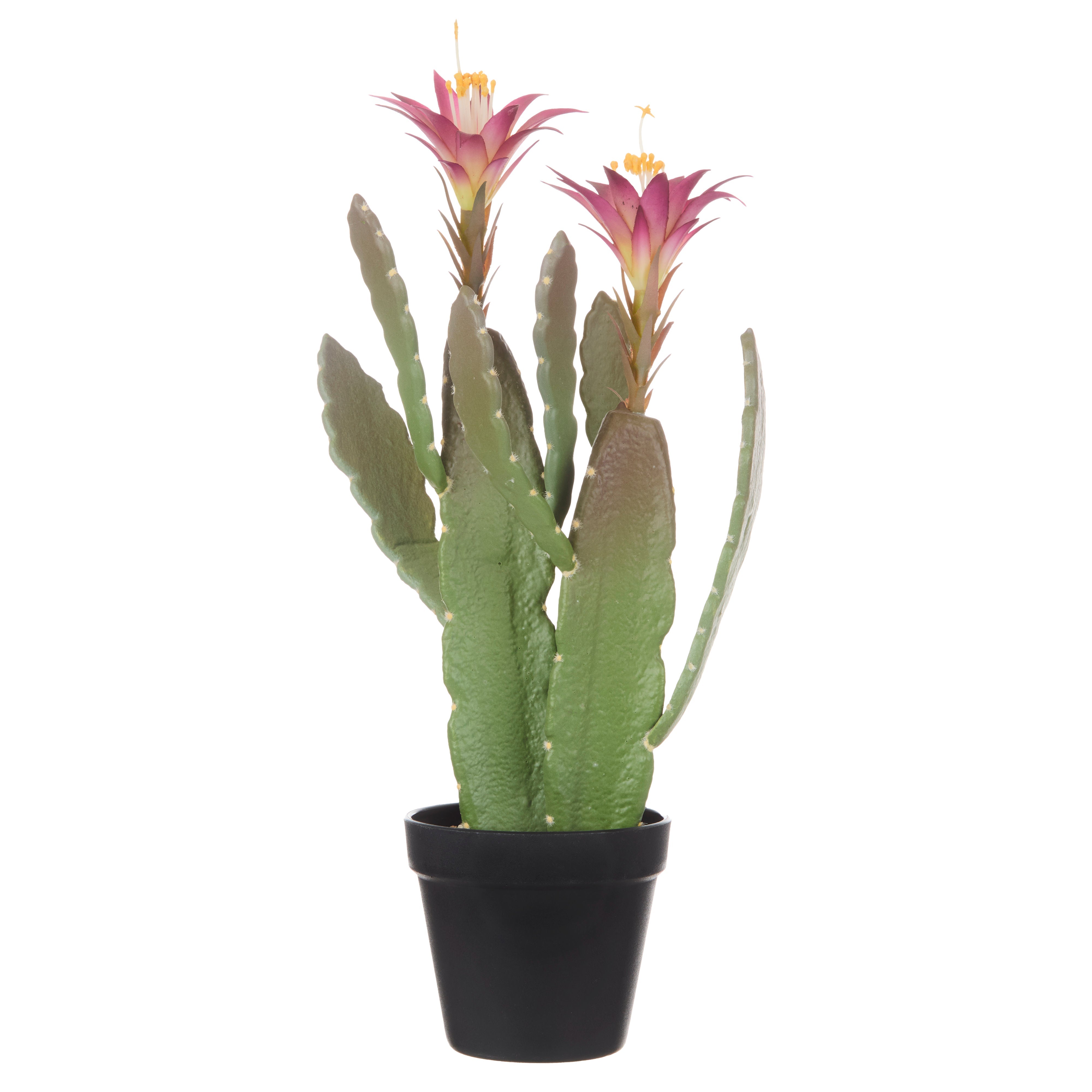 Rogue Flowering Cactus - Garden Pot Green 47cm