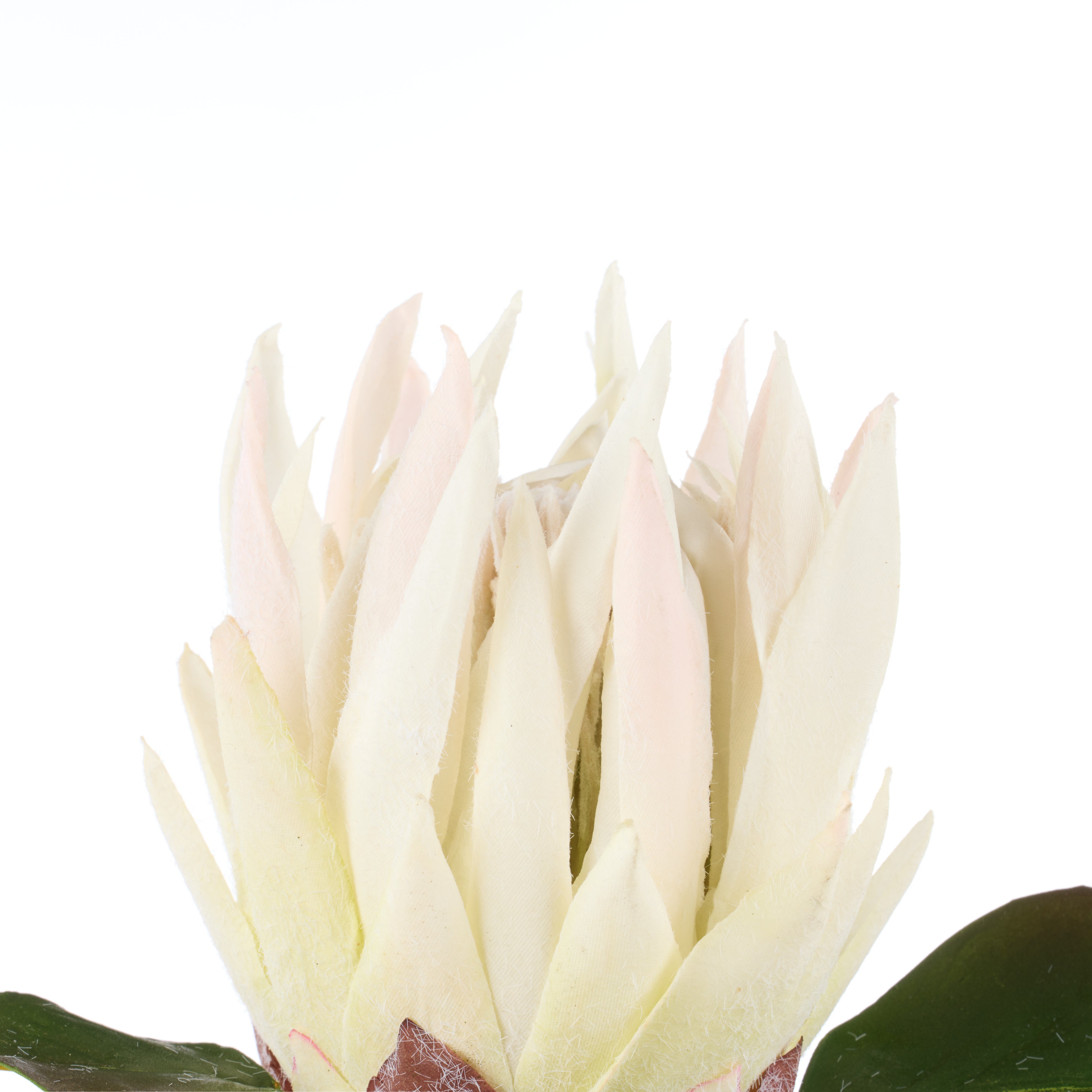 Rogue King Protea White