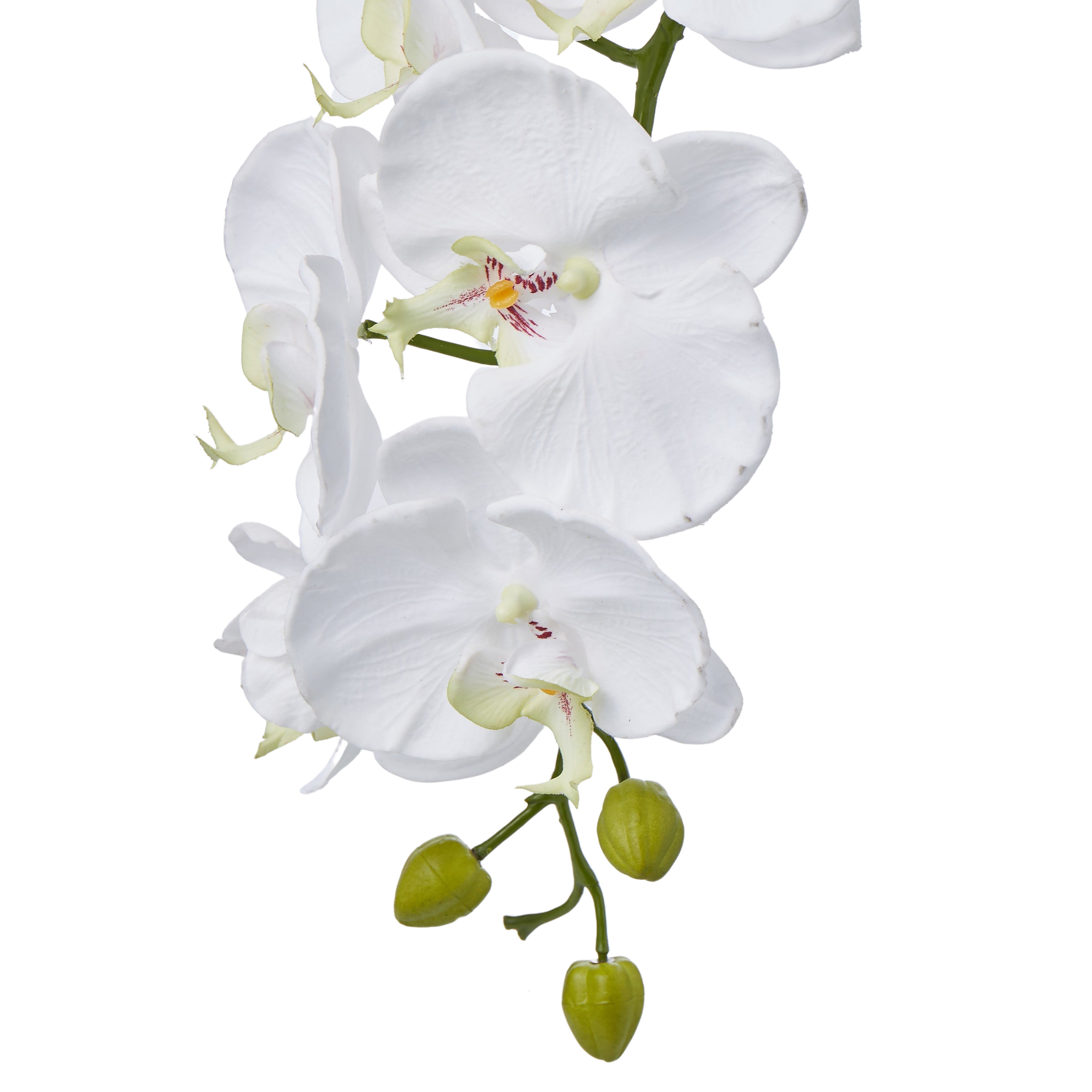 Rogue Phalaenopsis Orchid Spray