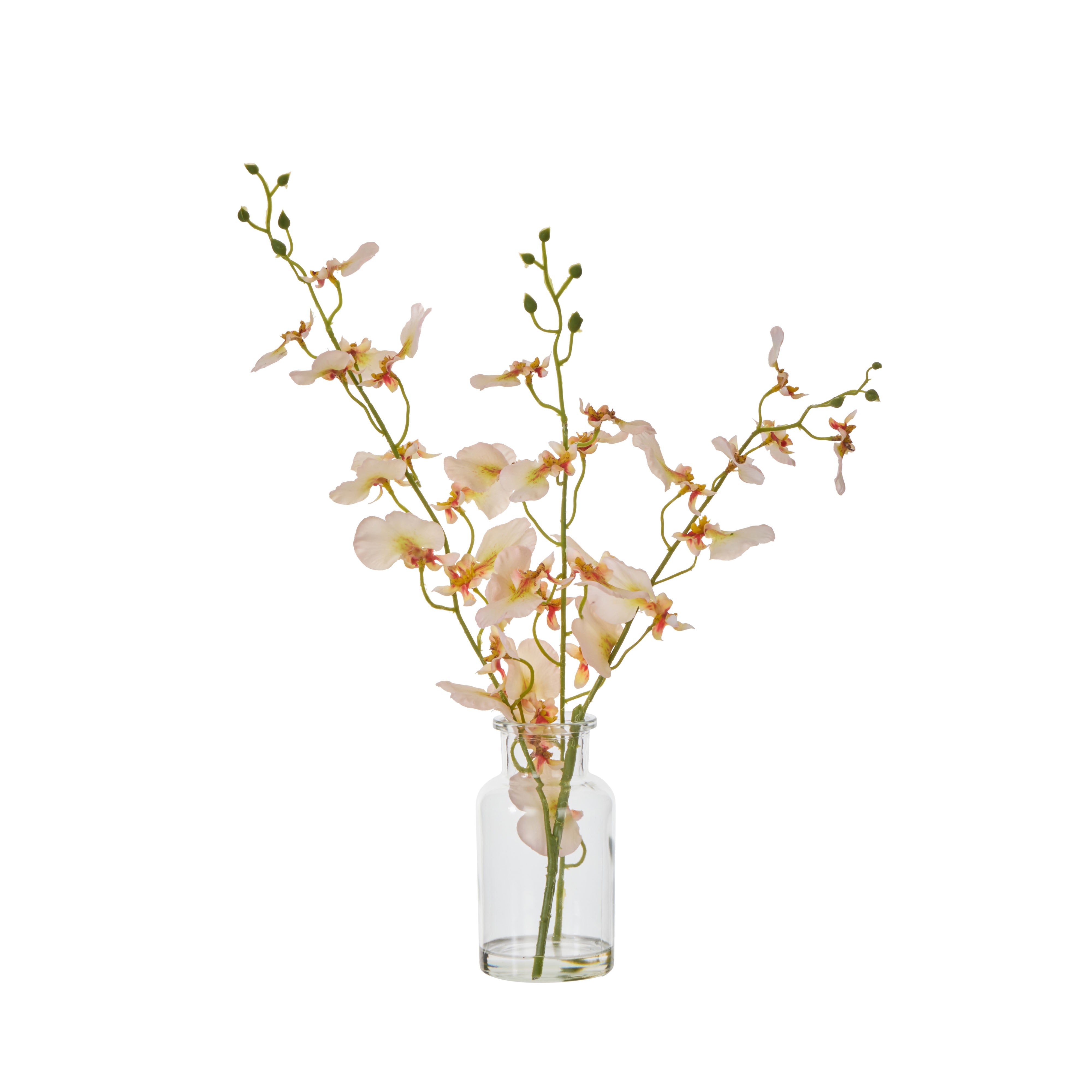 Rogue Dancing Orchid - Specimen Cream