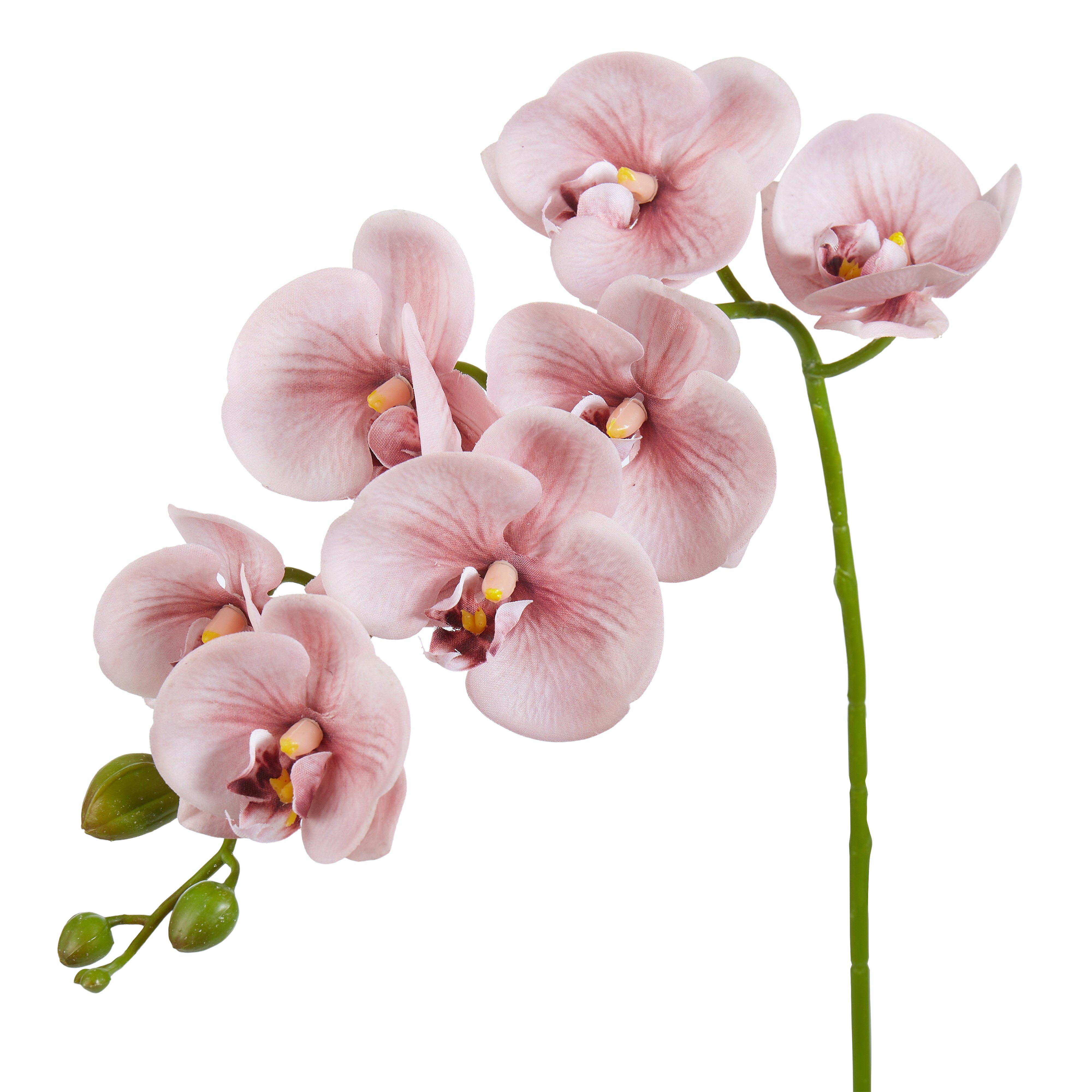 Rogue Phalaenopsis Orchid