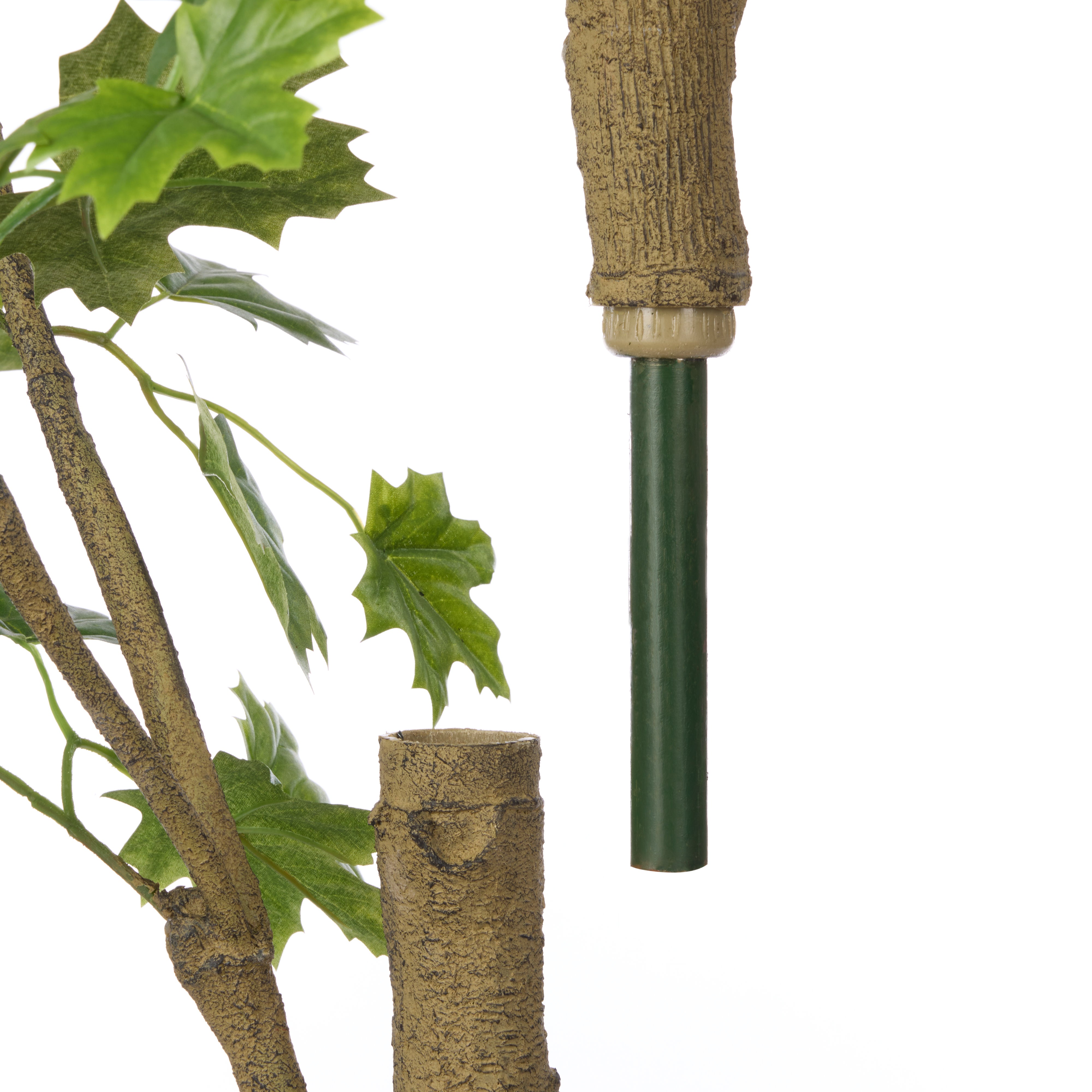 Rogue Maple Tree - Garden Pot 210cm