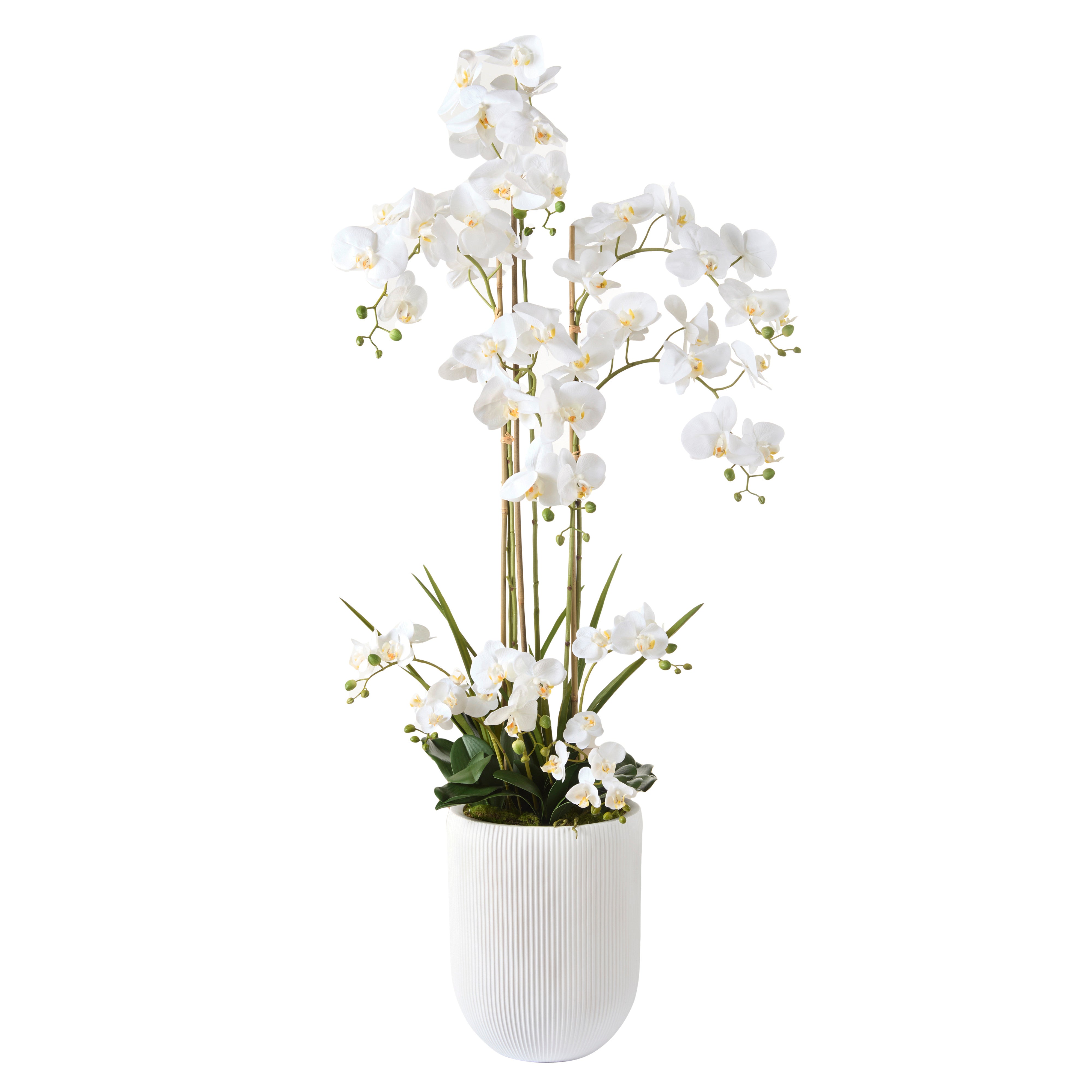 Rogue Phalaenopsis Orchid - White Ribbed Pot 150cm