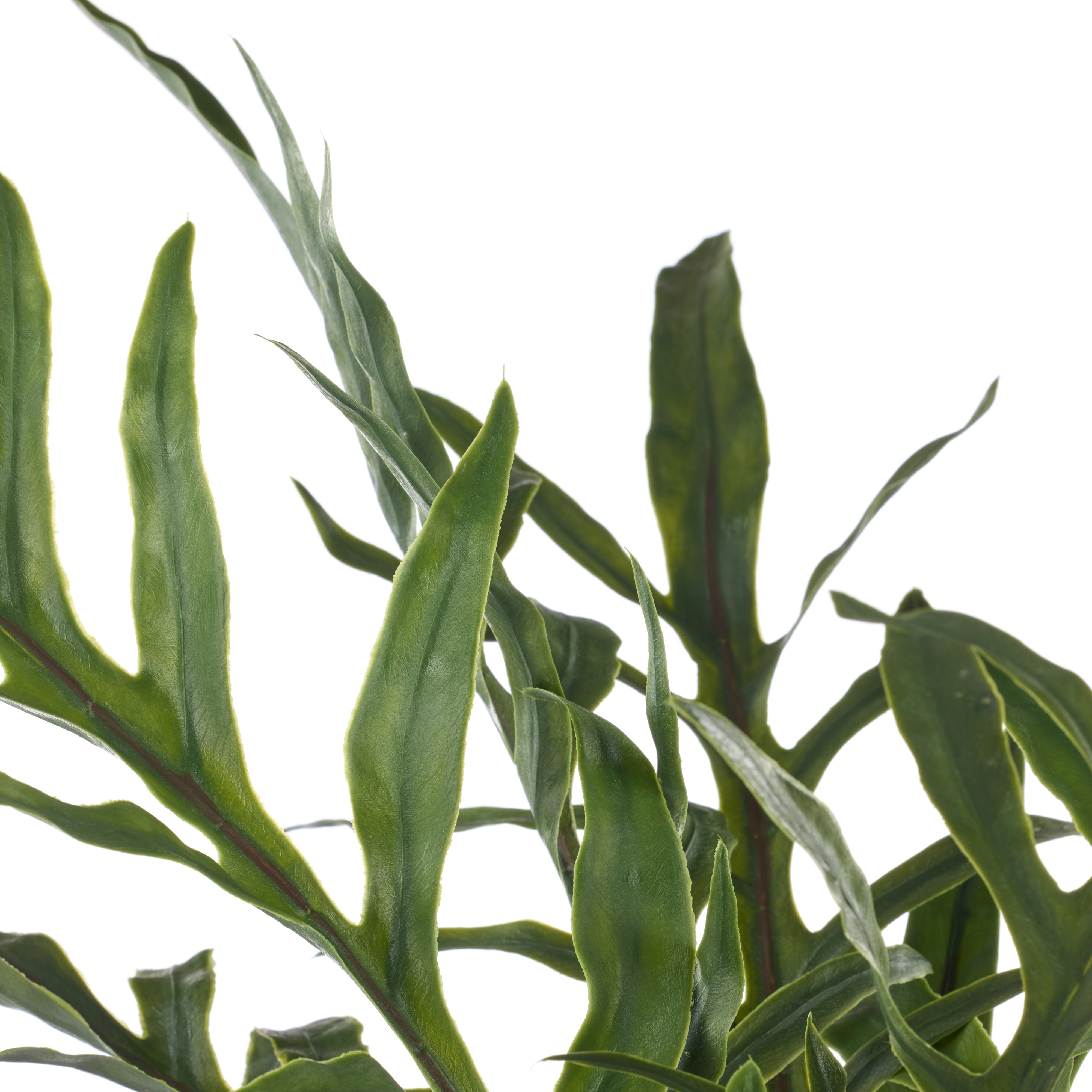 Rogue Blue Star Fern Pot 81cm