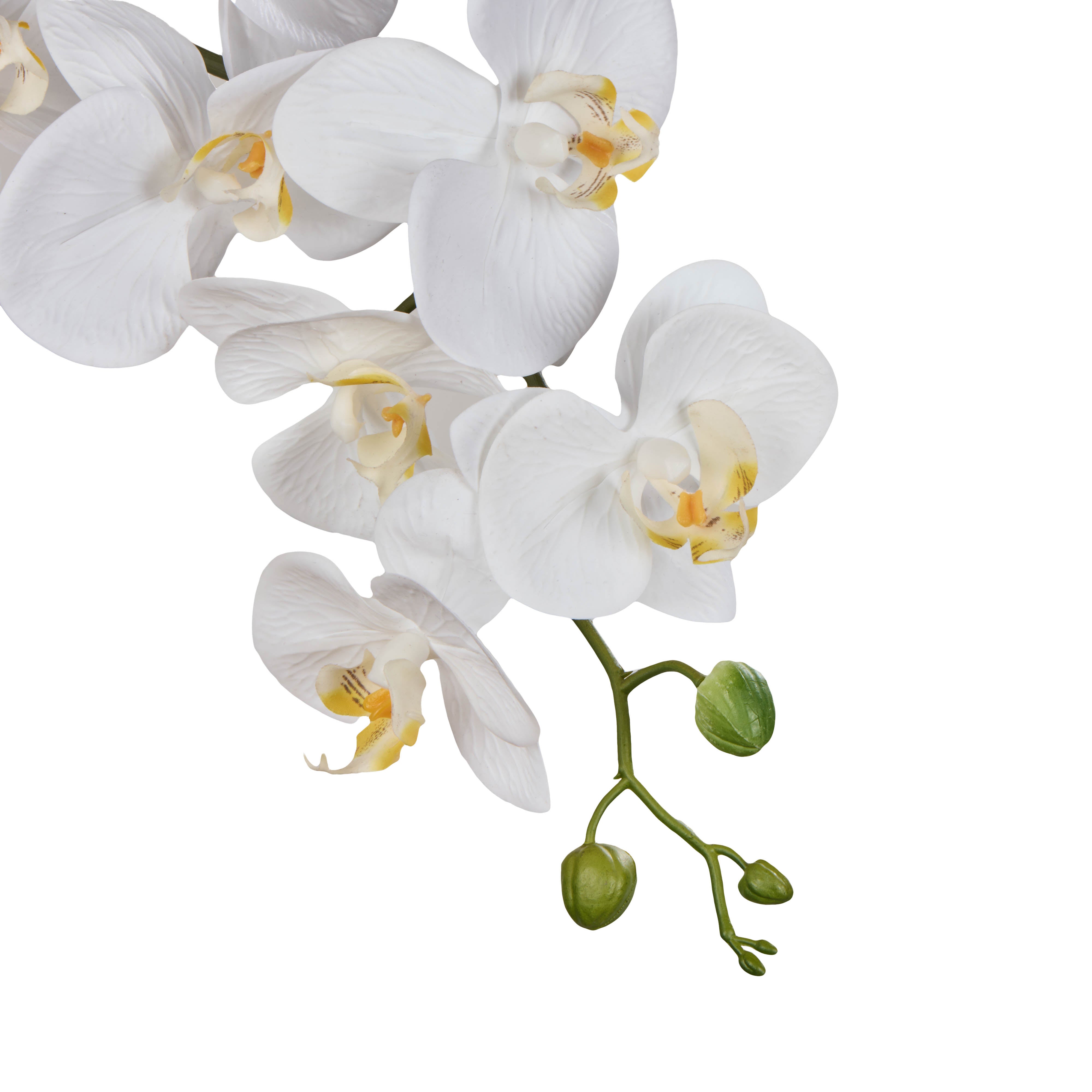Rogue Phalaenopsis Orchid Stem 86cm