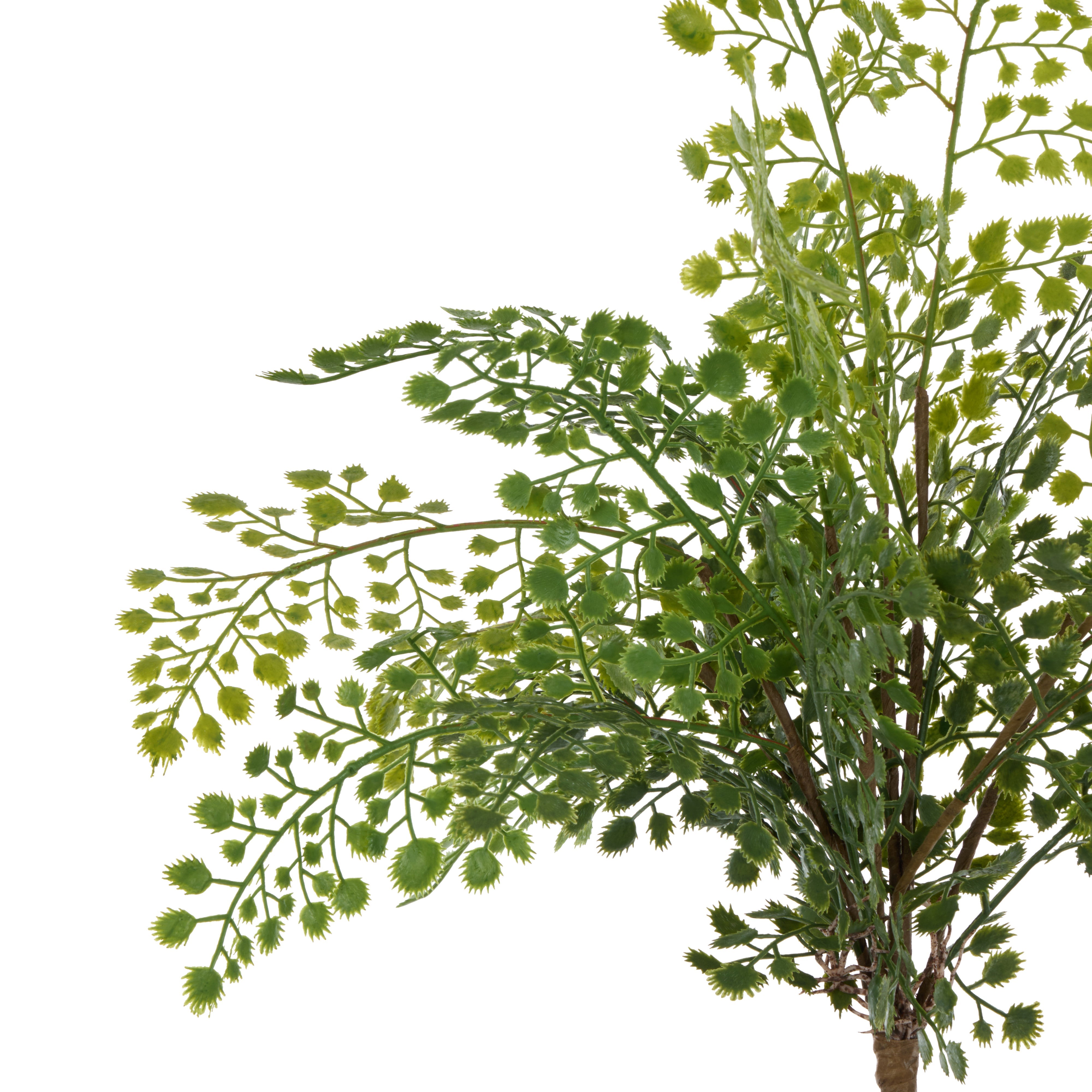 Rogue Maiden Hair Fern 45cm