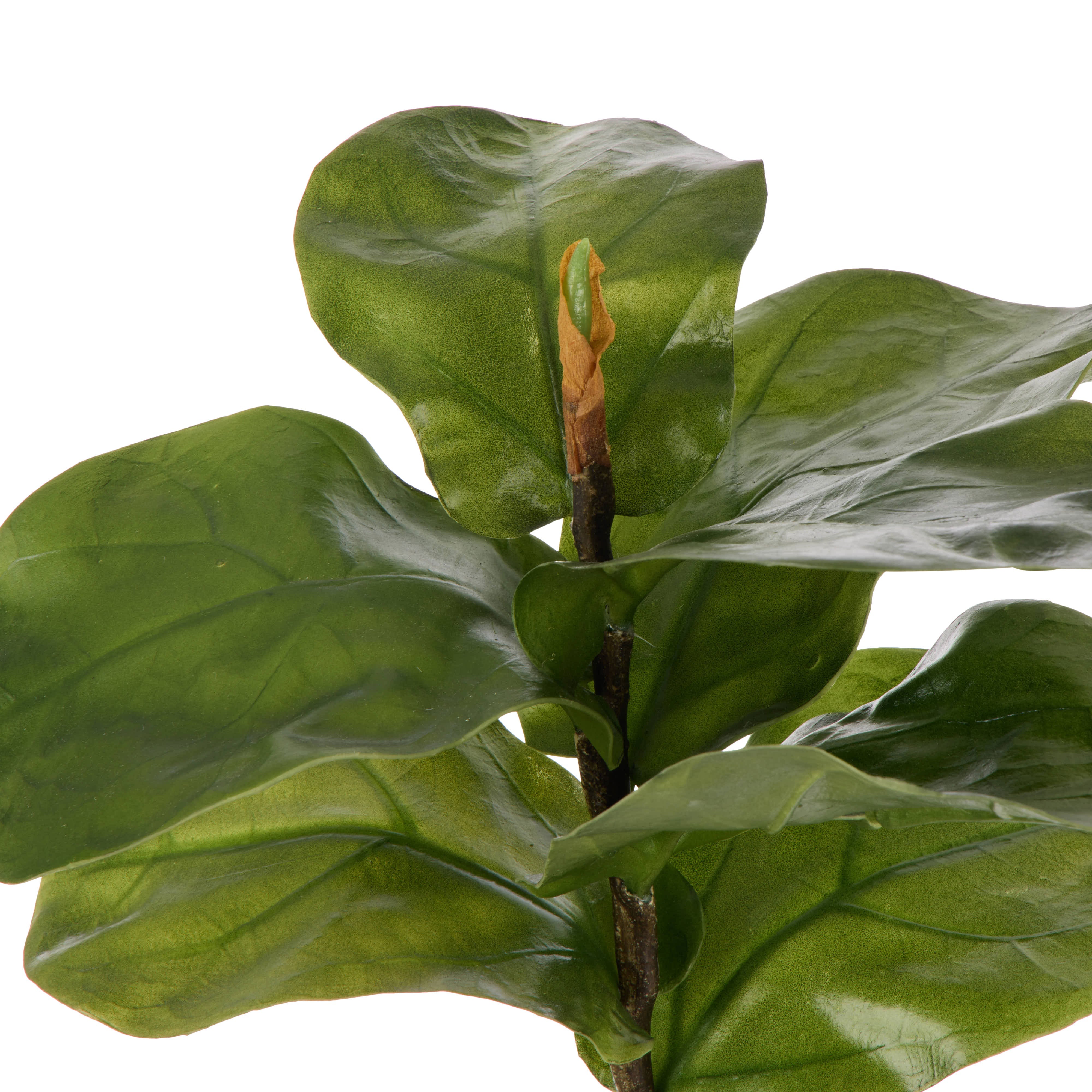 Rogue Fiddle Leaf Spray