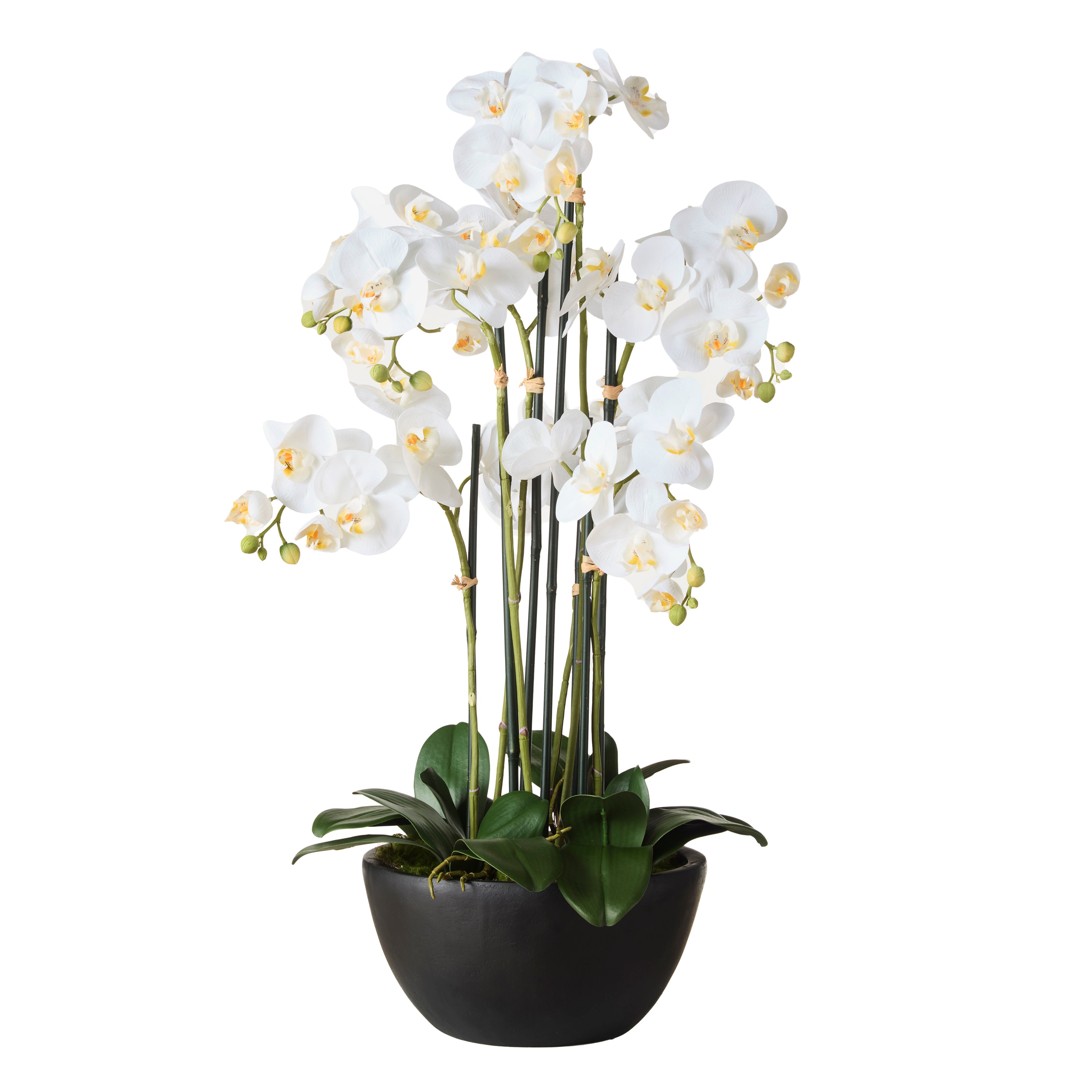 Rogue Phalaenopsis Orchid - Black Pot 85cm