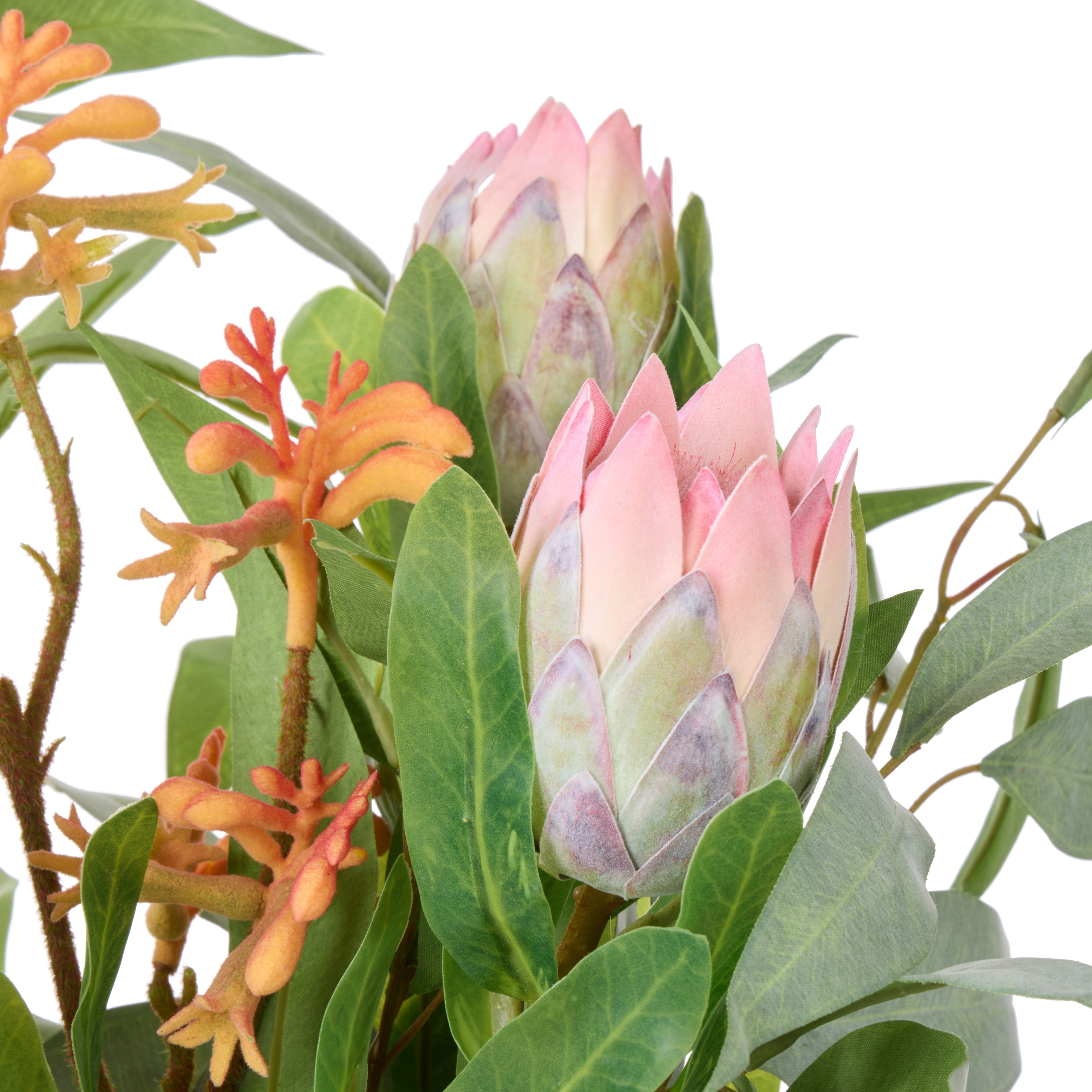 Rogue Pitaya Kangaroo Paw - Pail Vase