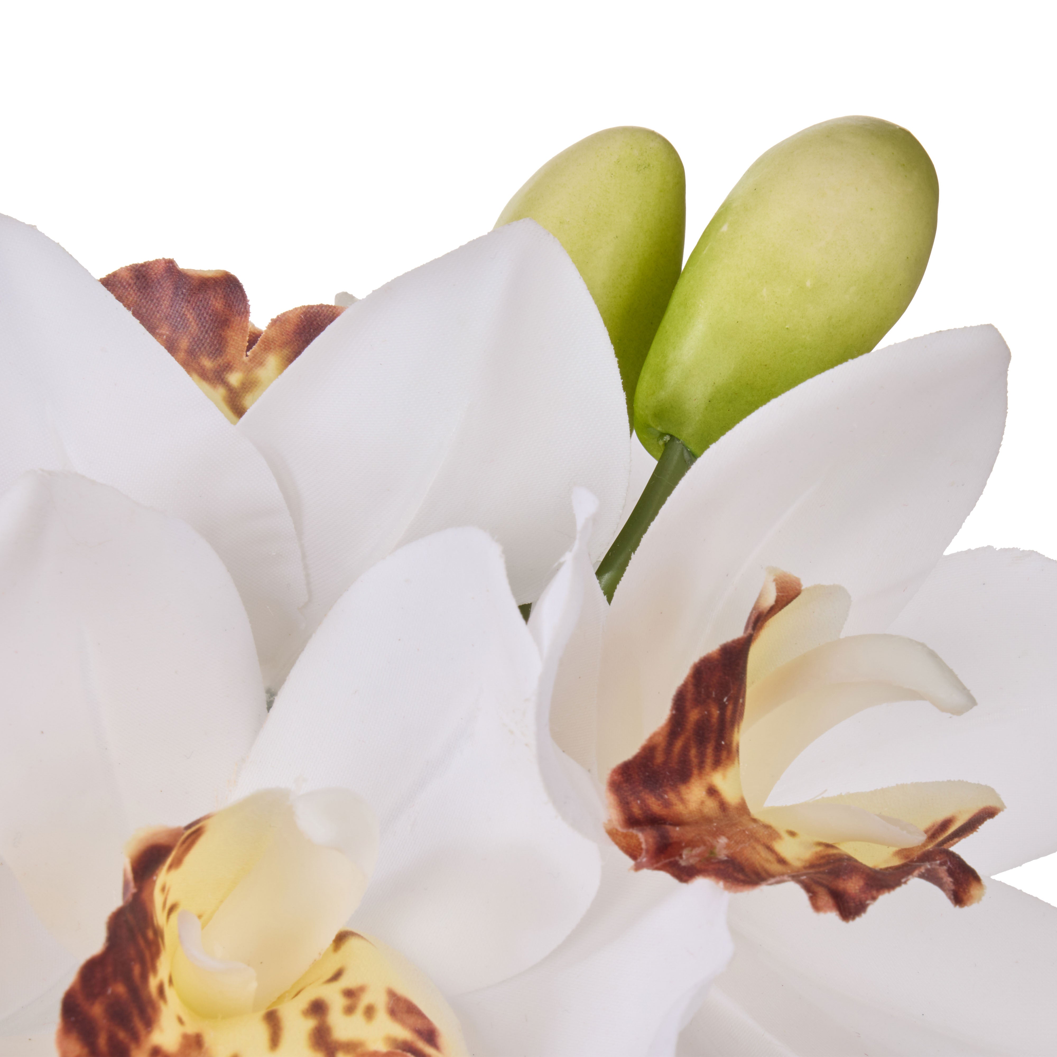 Rogue Cymbidium Orchid & Glass Vase