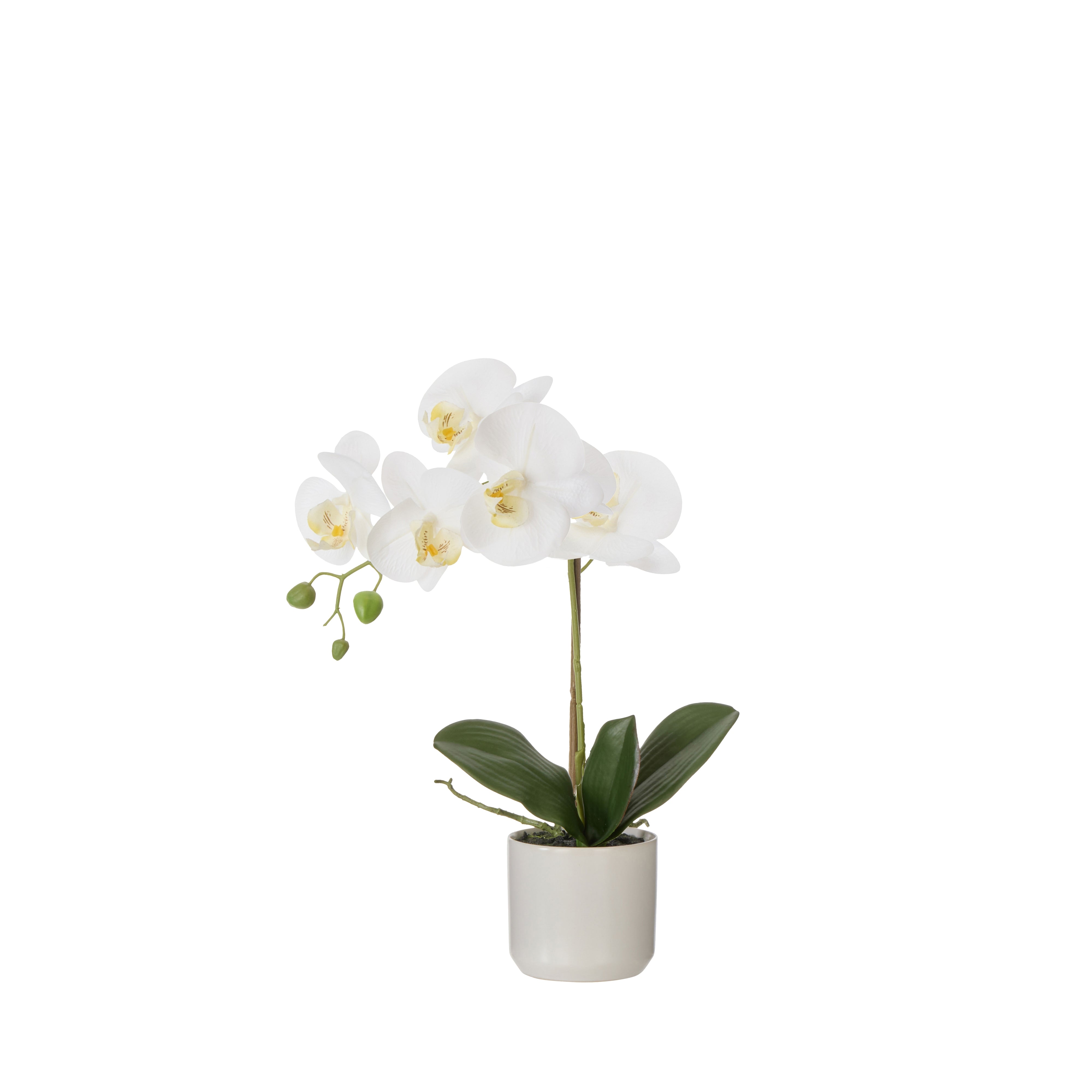 Rogue Phalaenopsis Orchid Pot White 44cm
