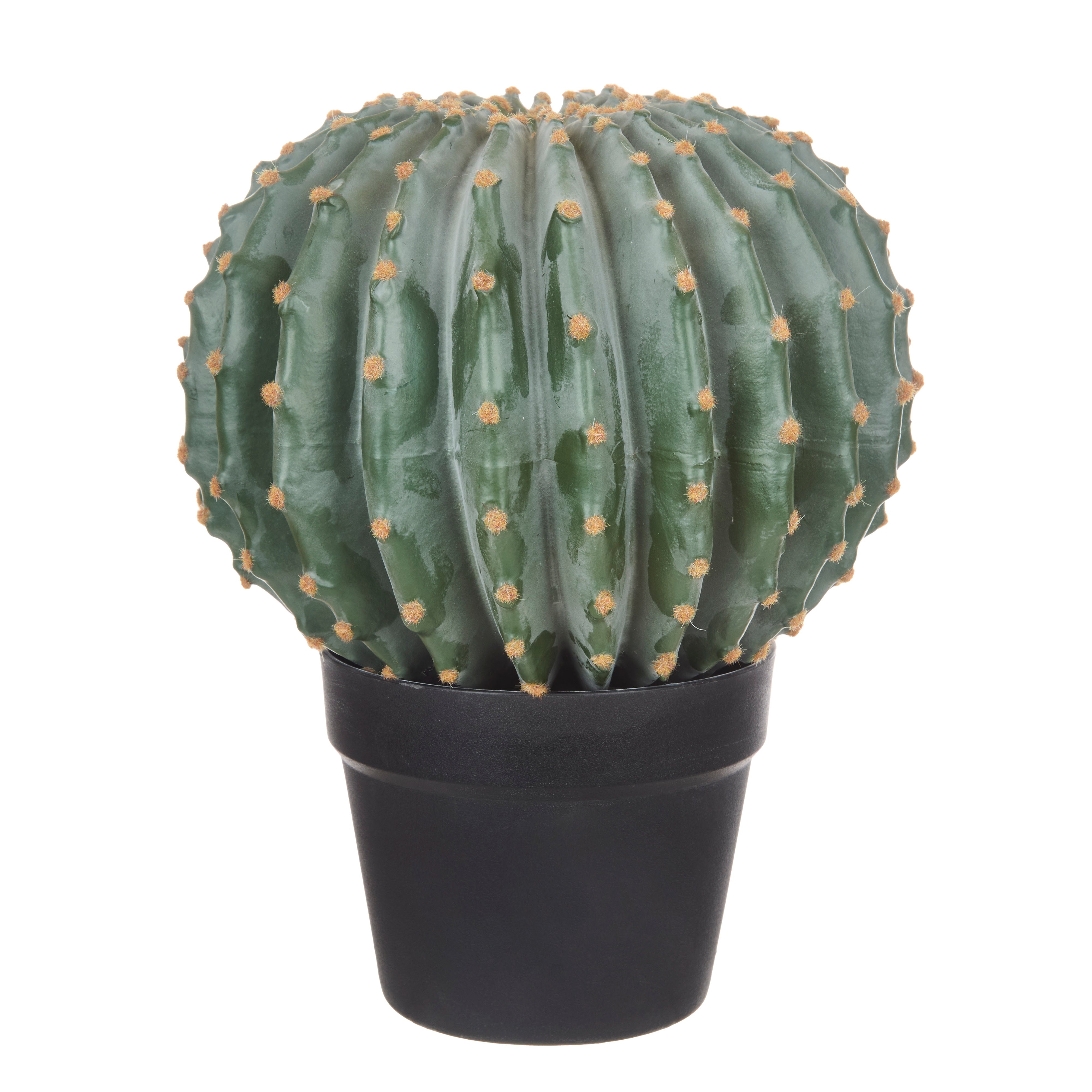 Rogue Barrel Cactus - Garden Pot