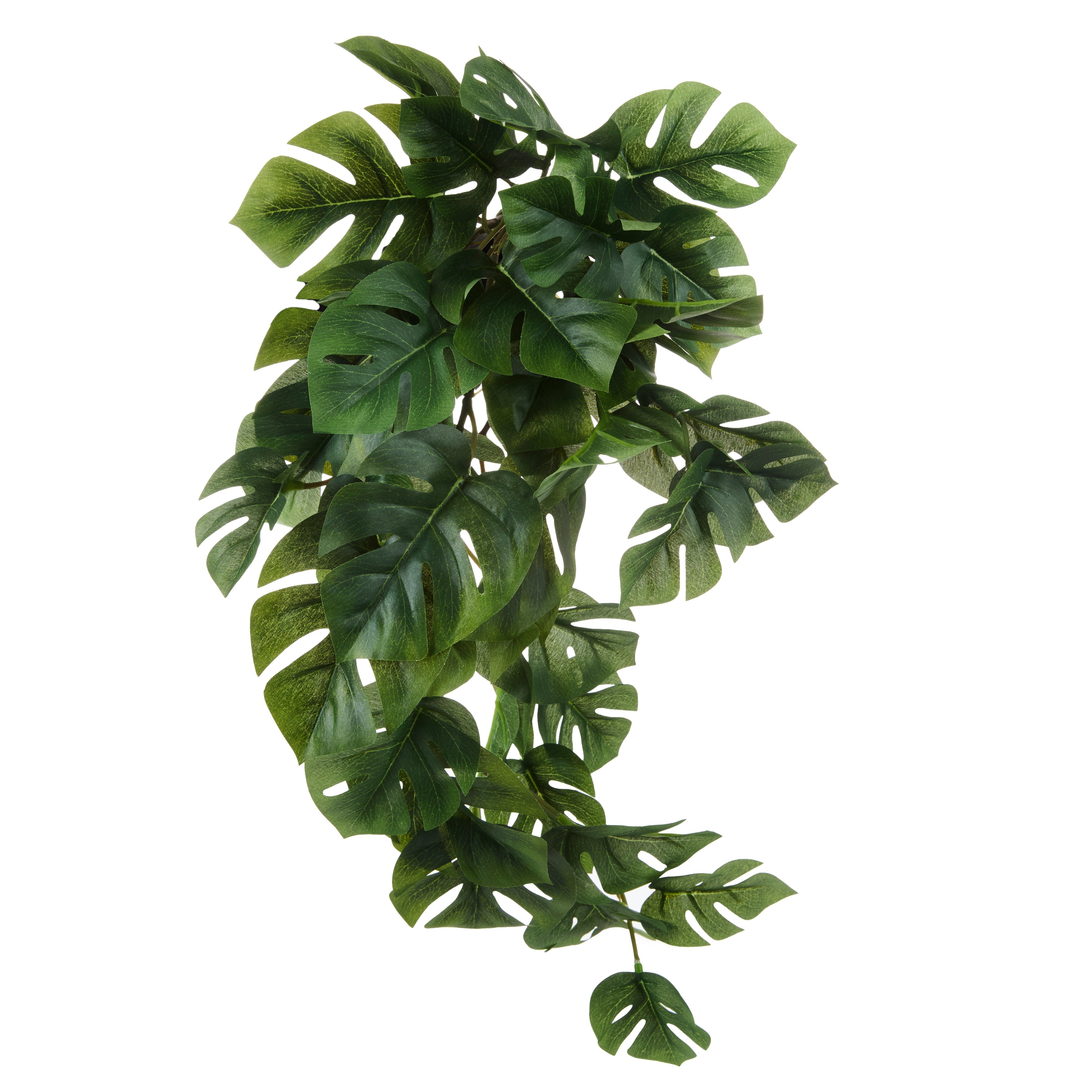 Rogue Monstera Hanging Bush