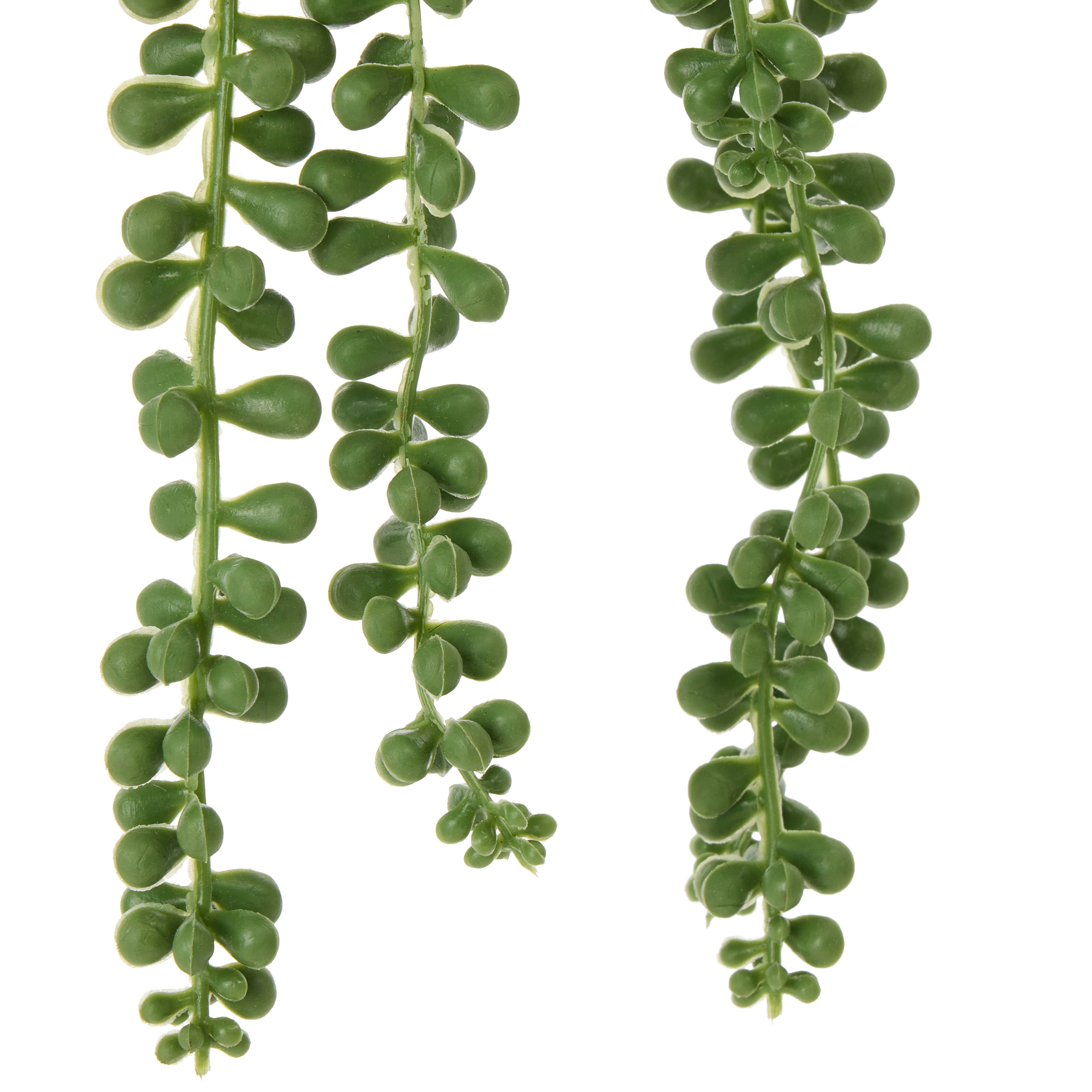 Rogue String of Pearls - Garden Pot