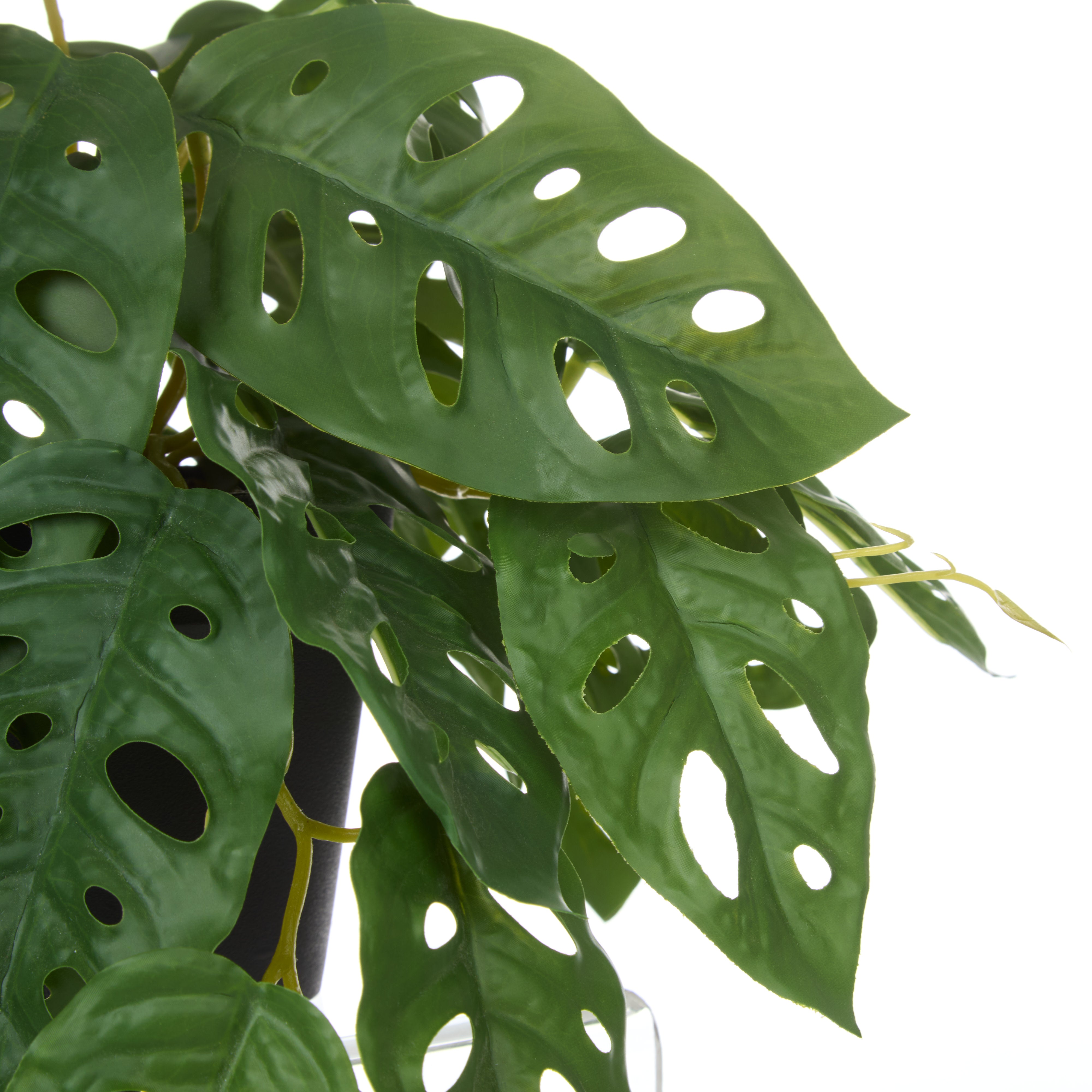 Rogue Monstera Adansonii