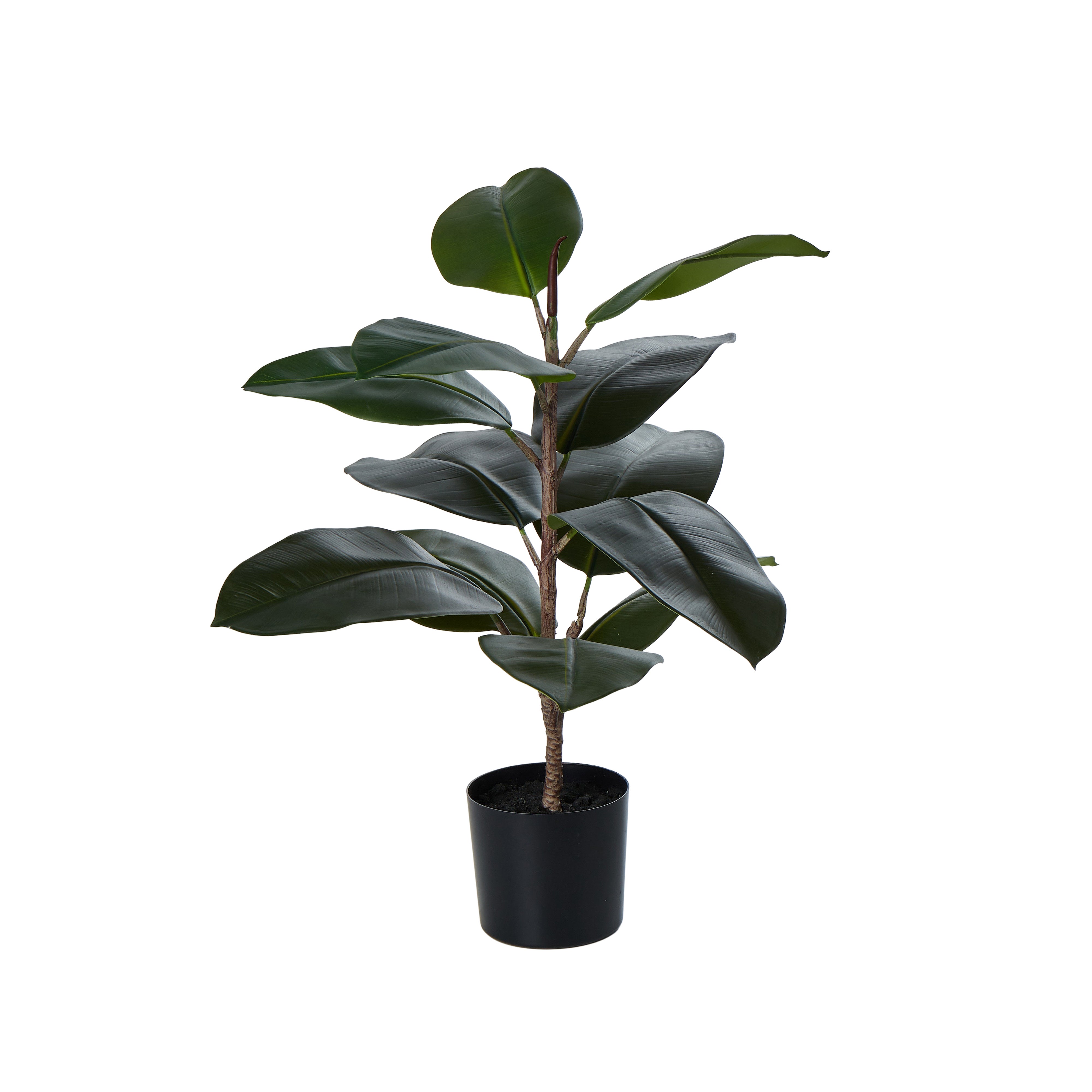 Rogue Rubber Tree