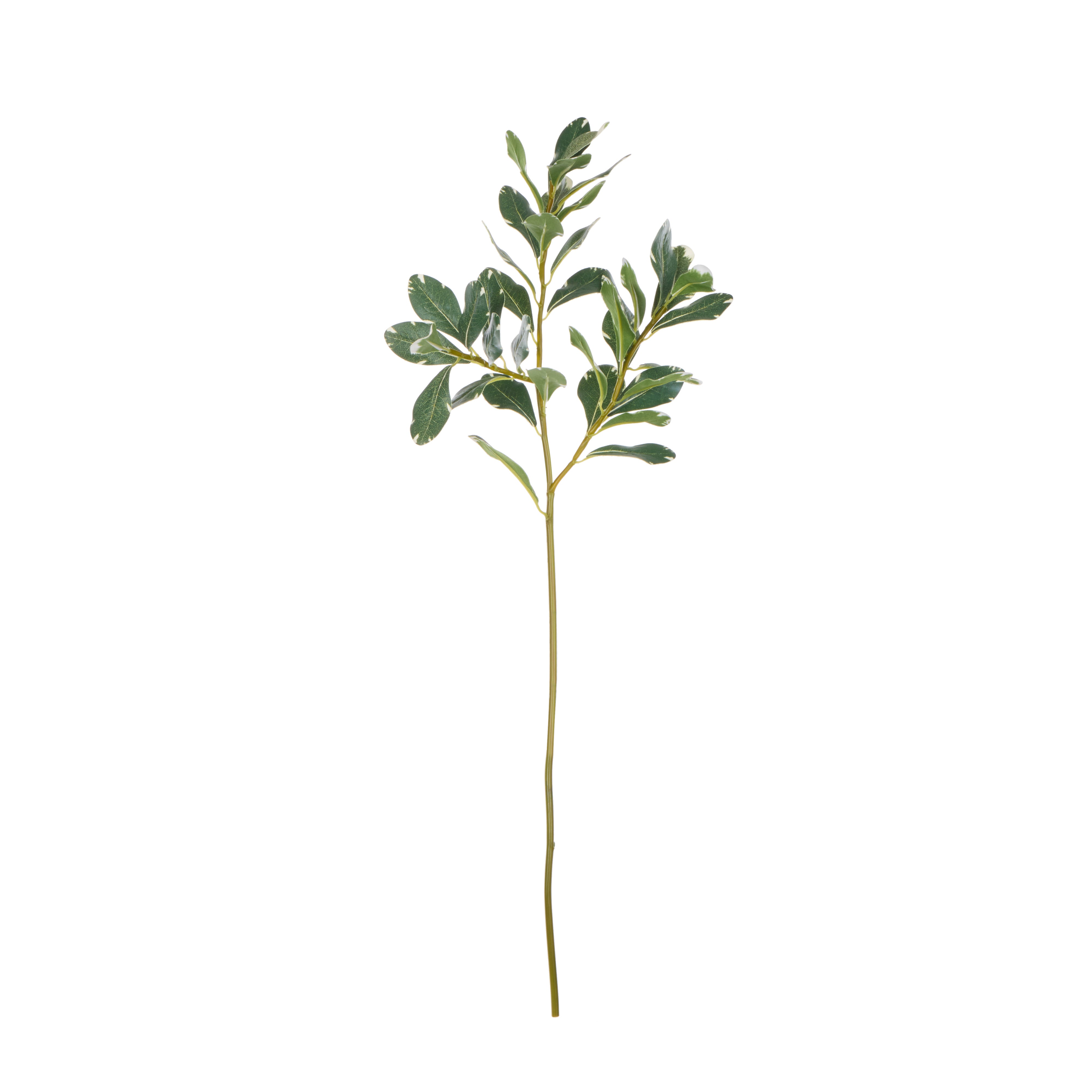 Rogue Pittosporum Spray