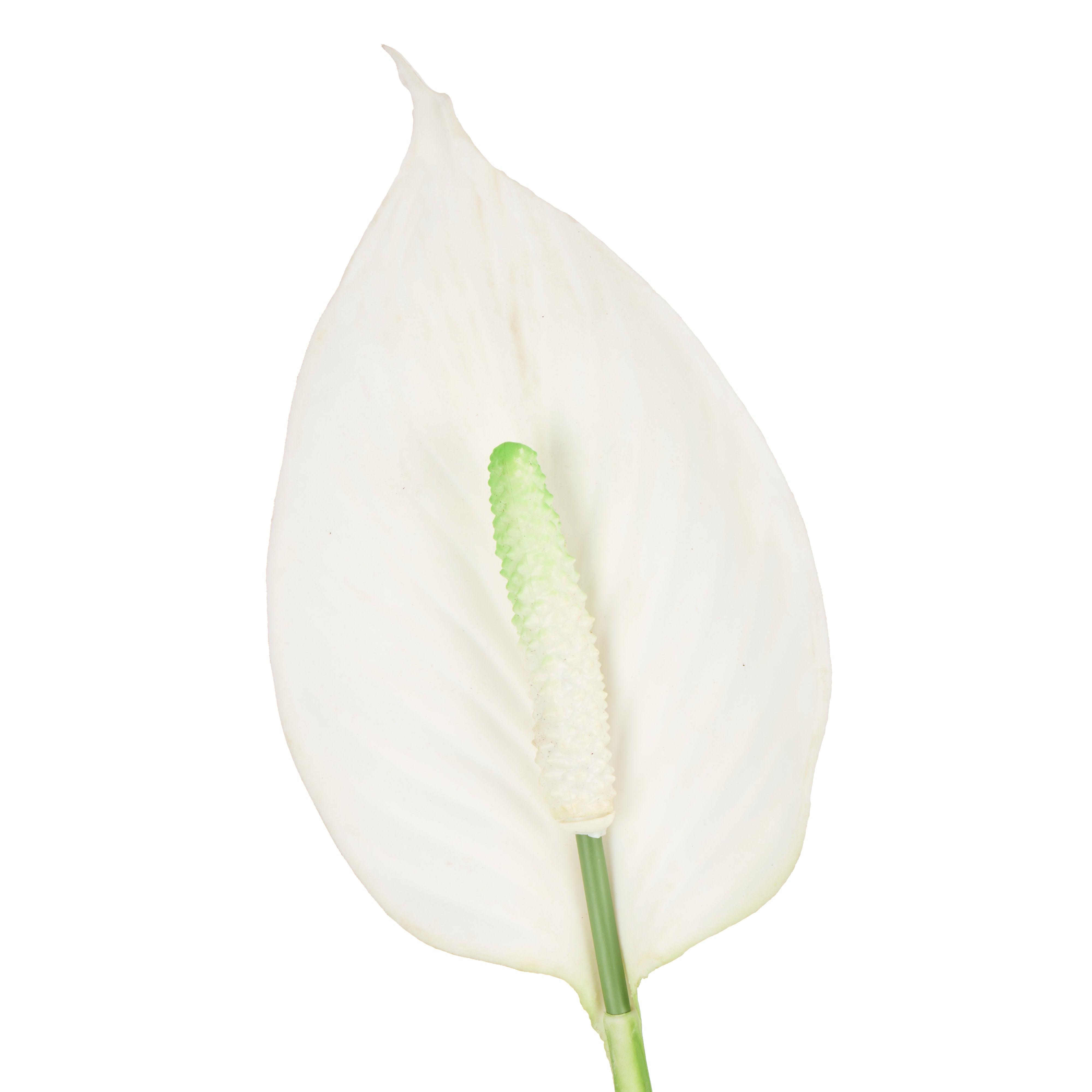 Rogue Peace Lily - Garden Pot 95cm