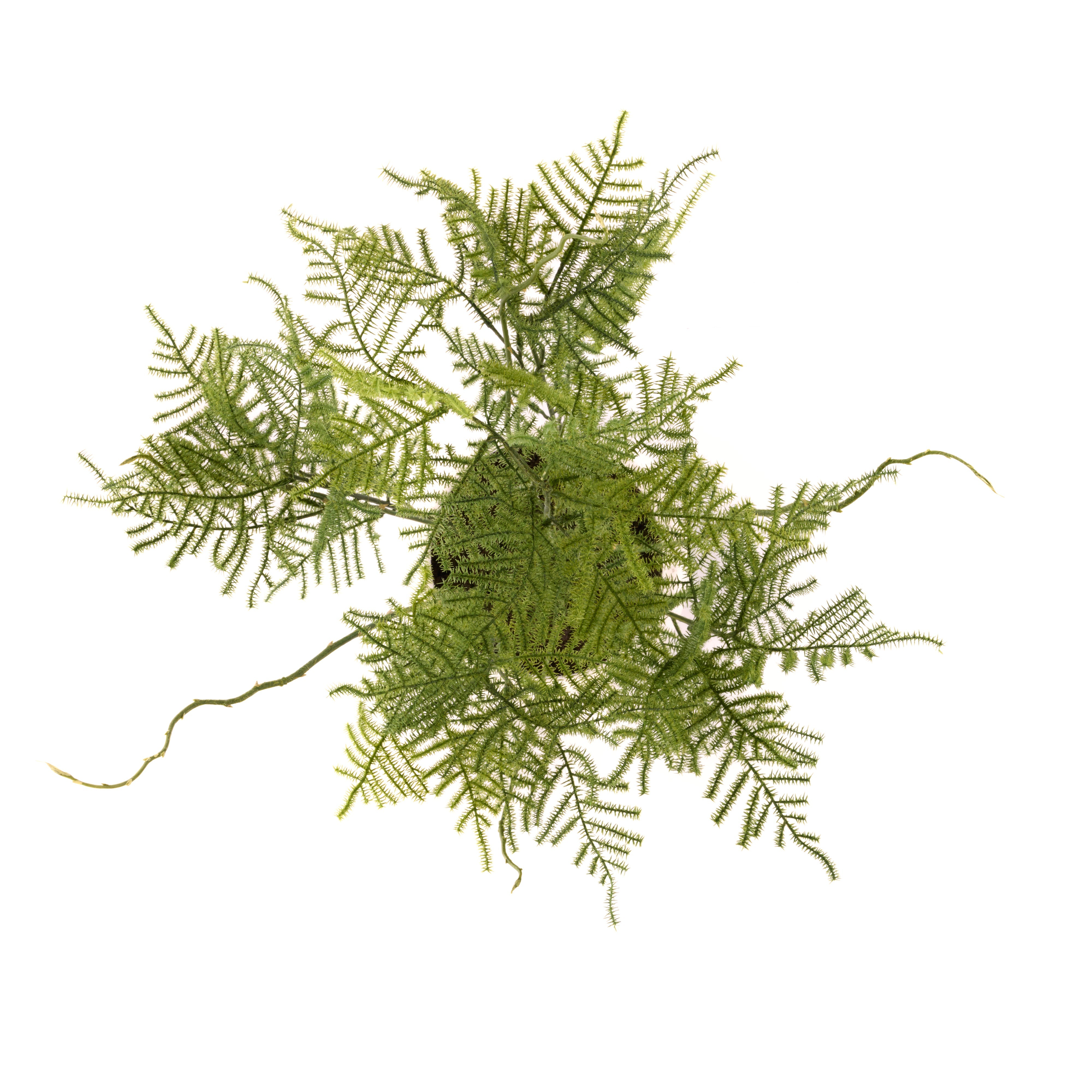 Rogue Asparagus Fern - Tub Pot