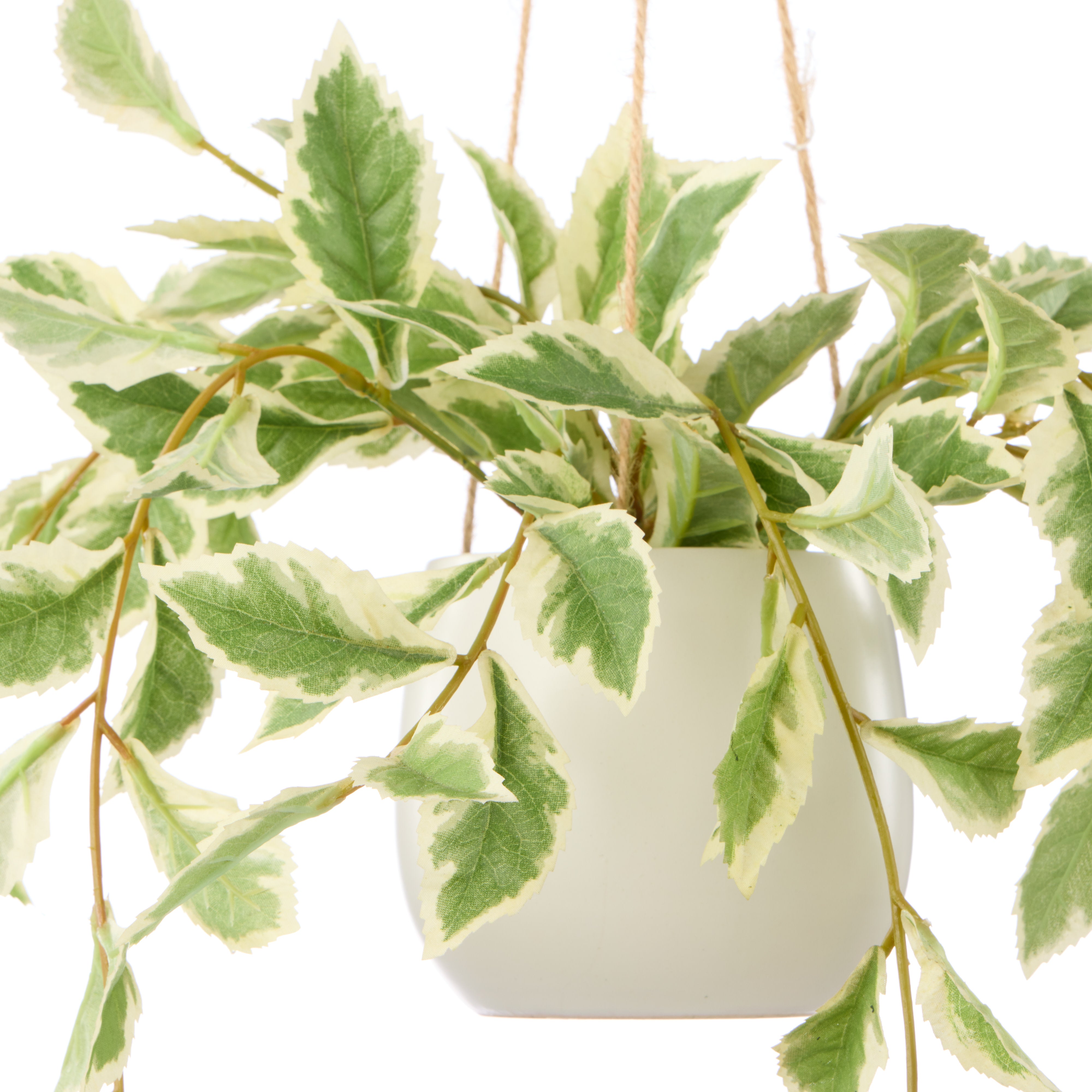 Rogue Ficus Hanging Pot White & Green