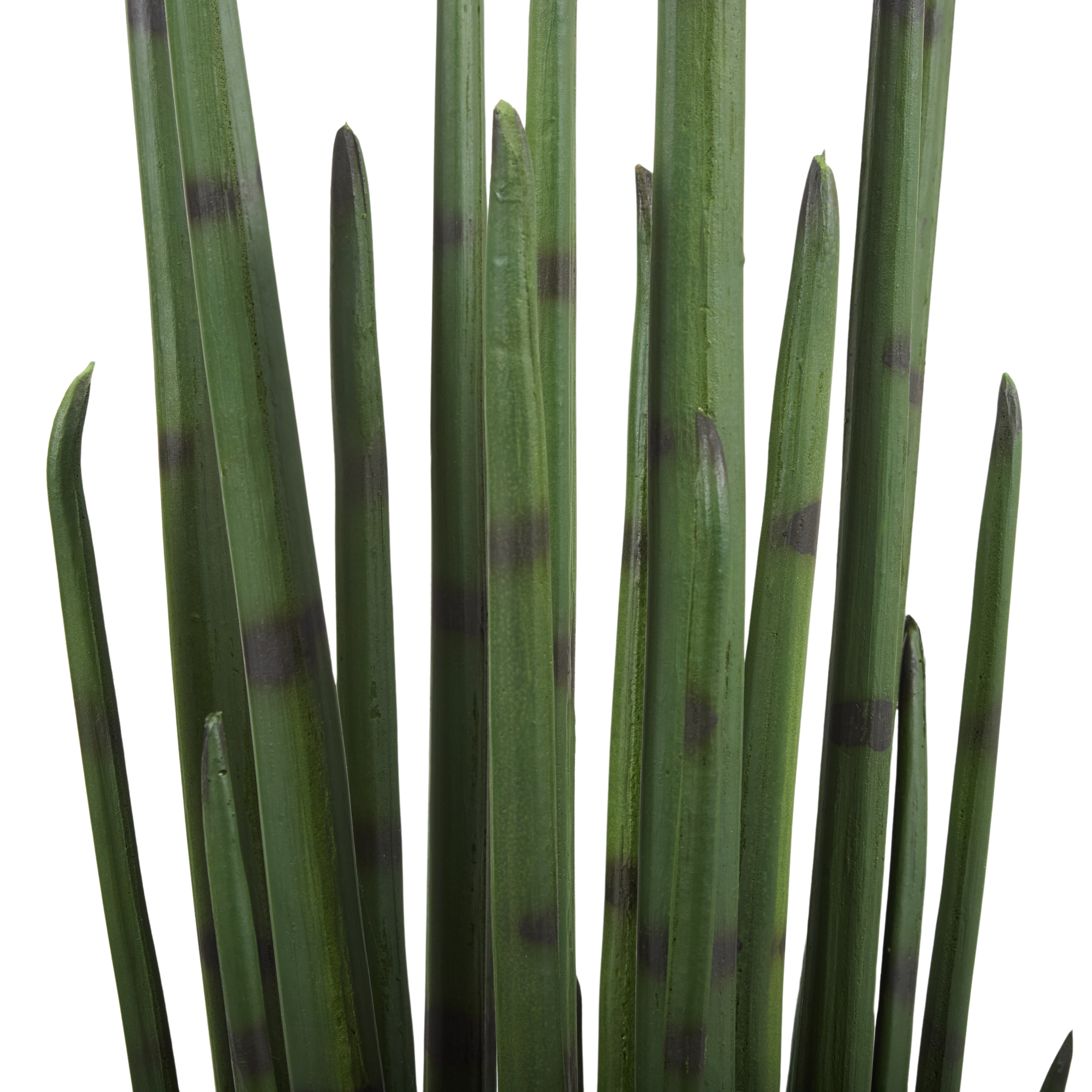 Rogue Sansevieria Plant Green