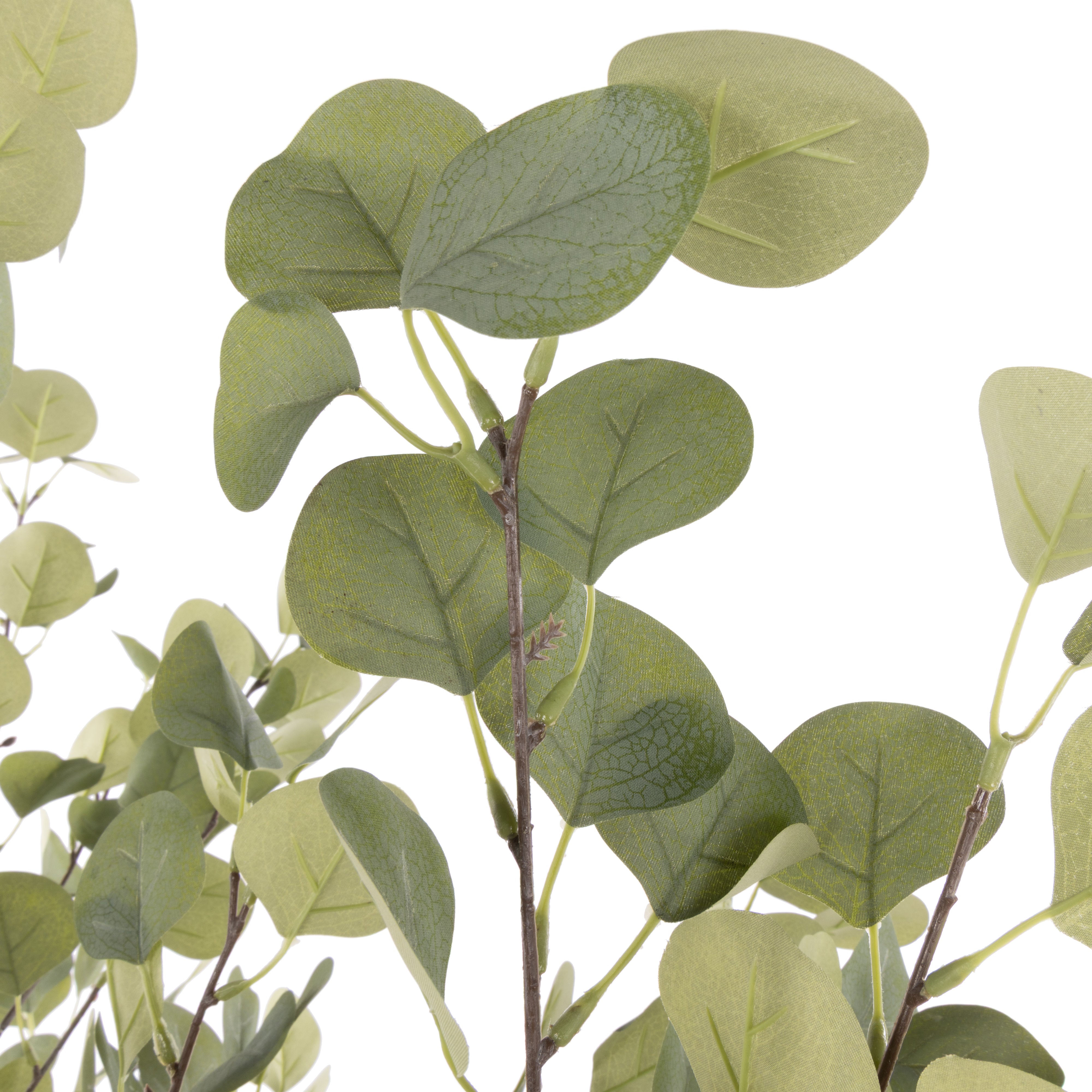 Rogue Eucalyptus Tree - Garden Pot 130cm