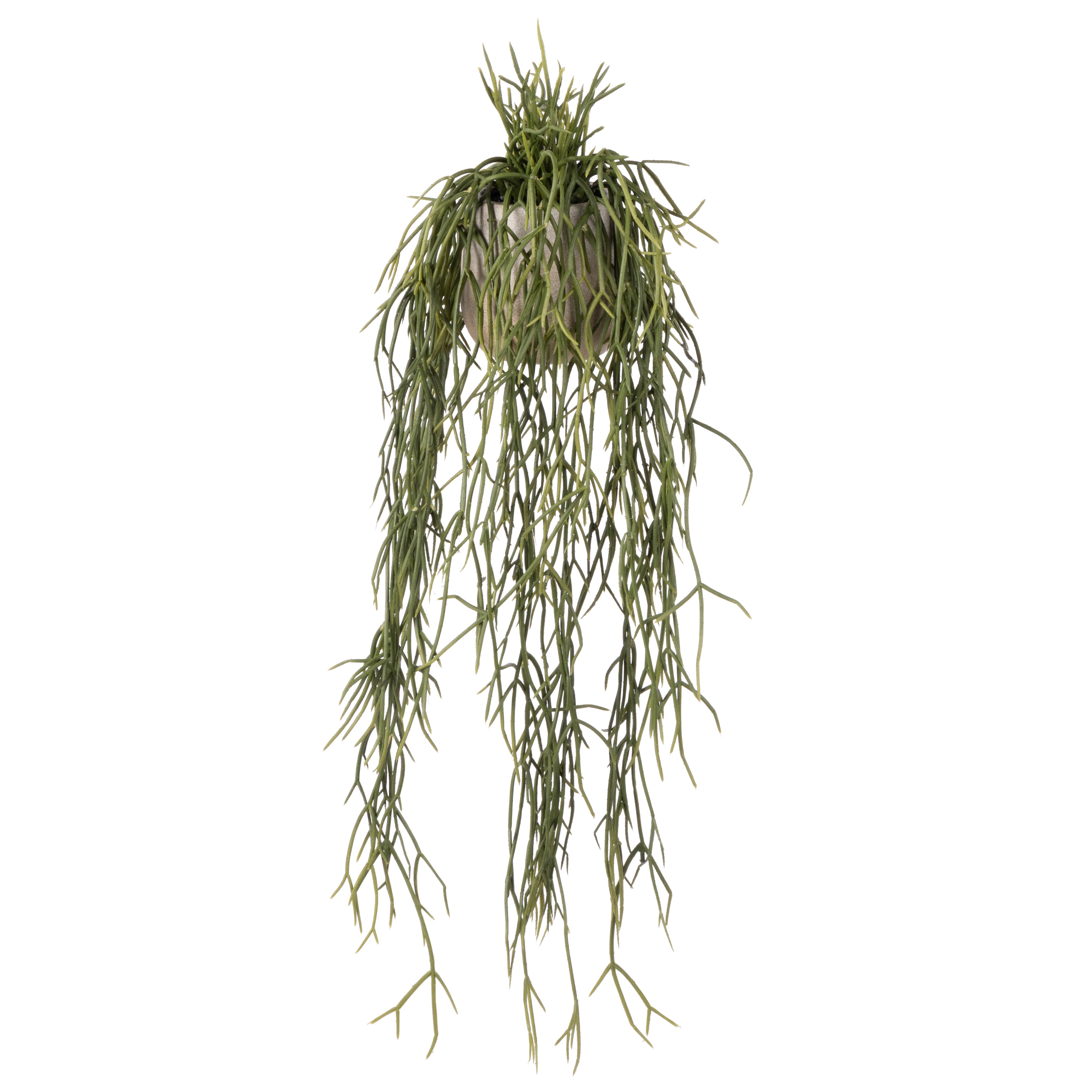 Rogue Mistletoe Cactus Pot 17cm