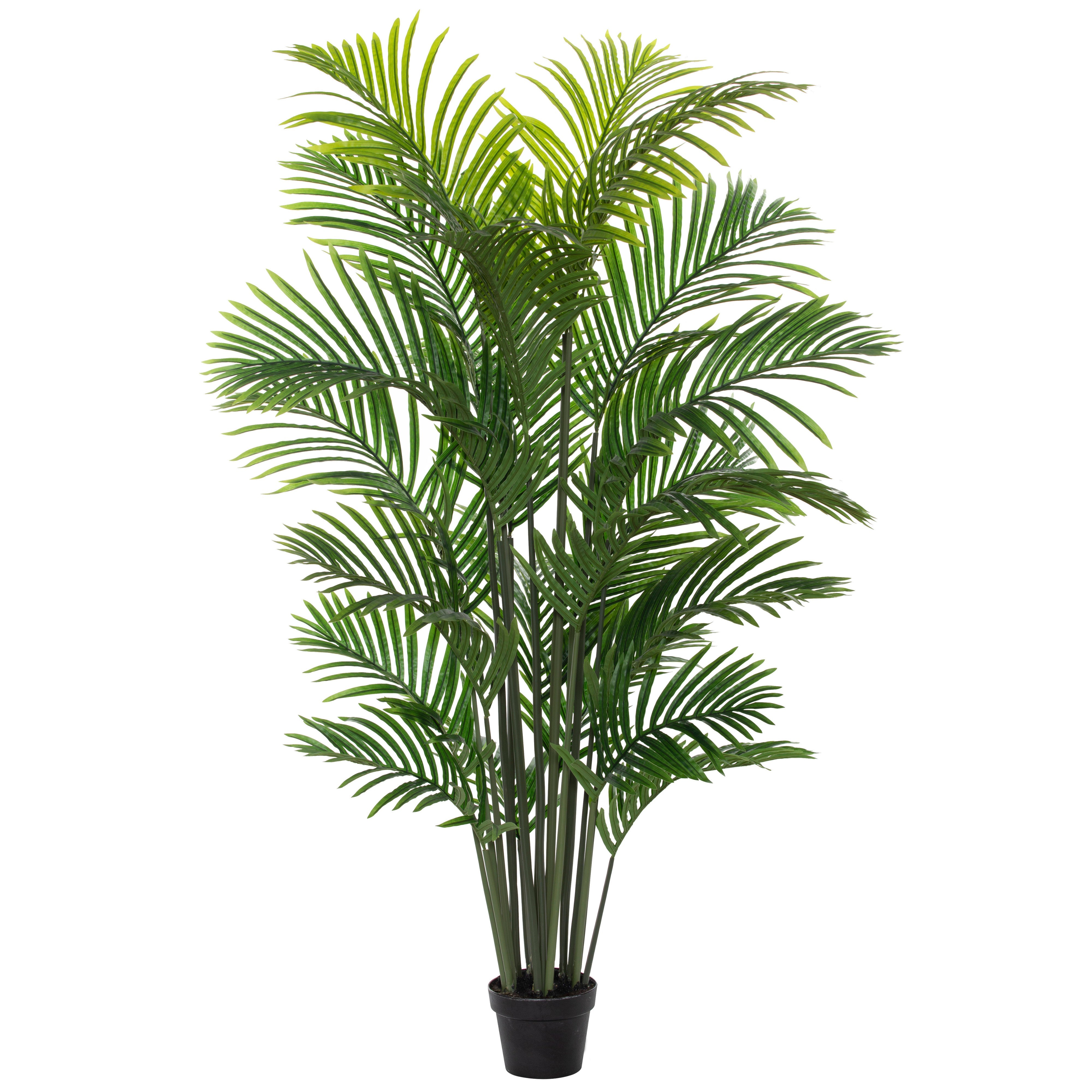 Rogue Areca Palm Tree - Garden Pot 150cm