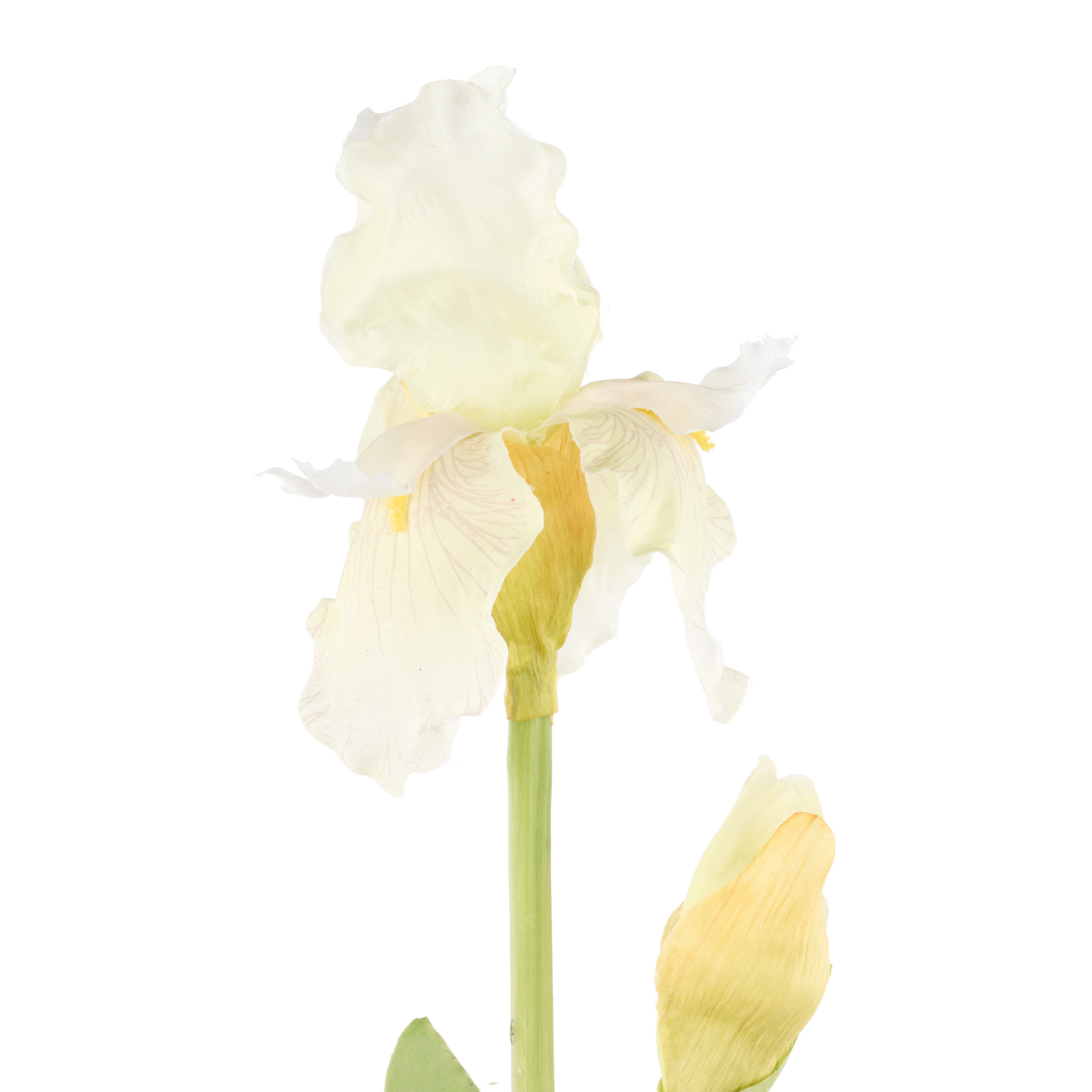 Rogue Bearded Iris White