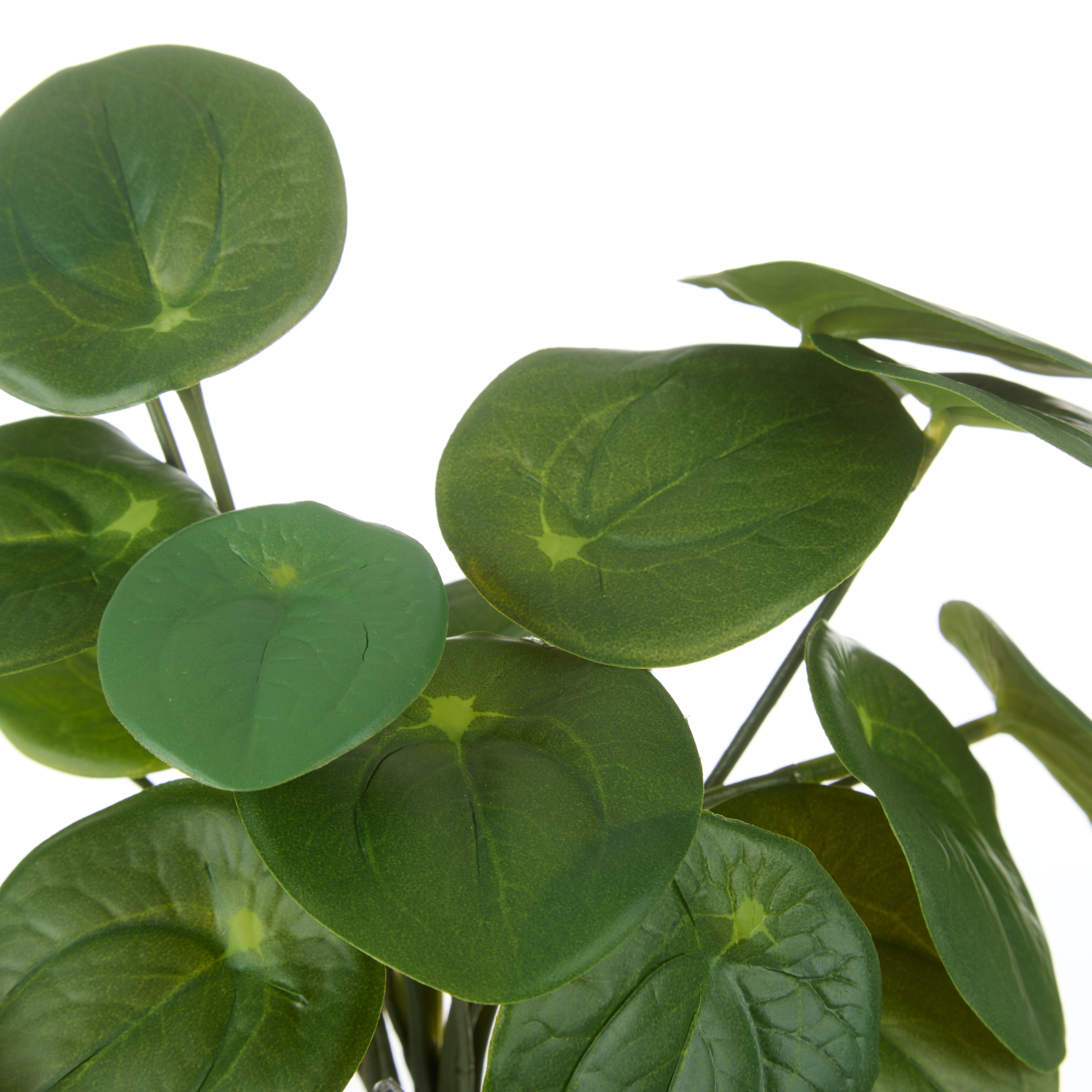 Rogue Pilea Bush