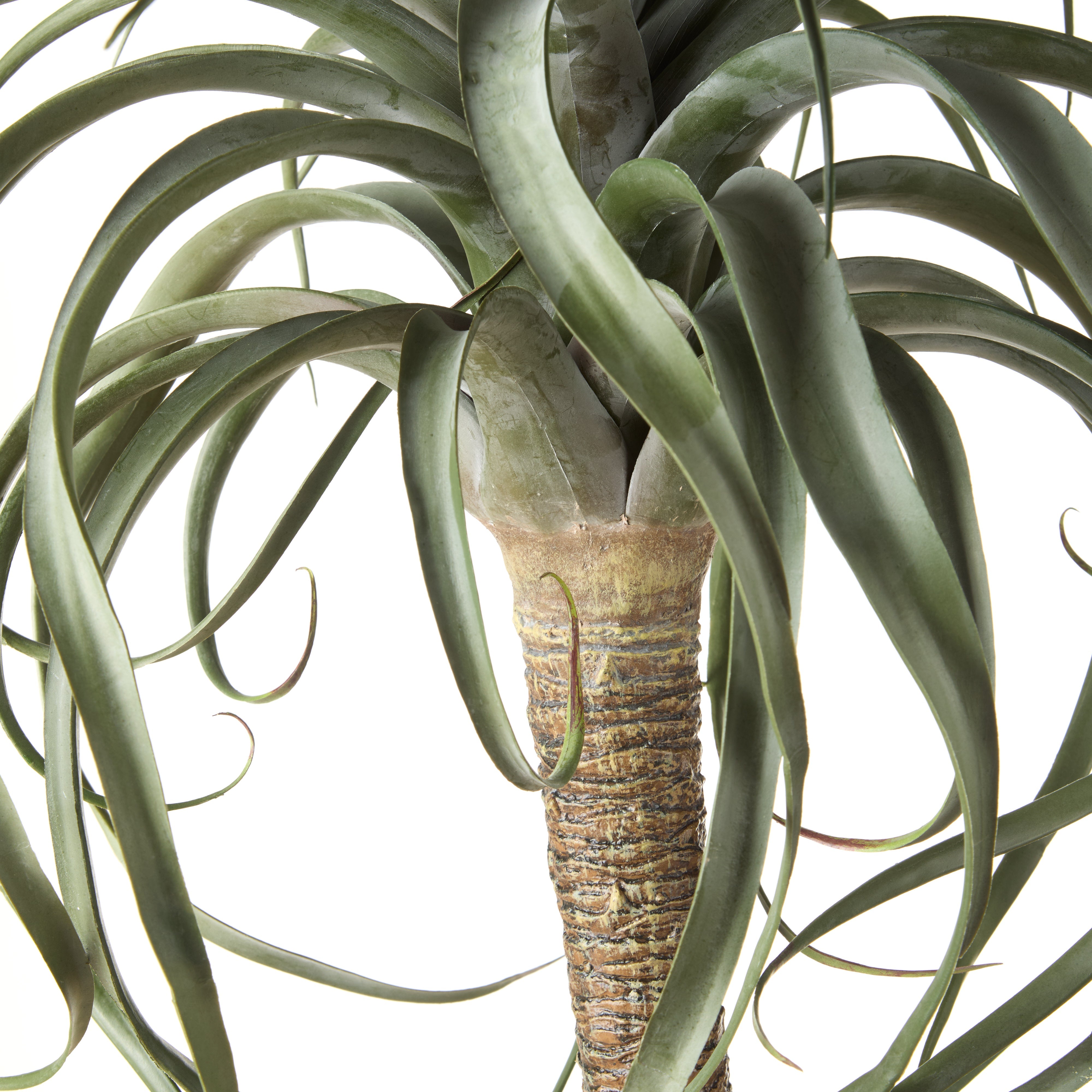 Rogue Aloe Tree 183x64x64cm