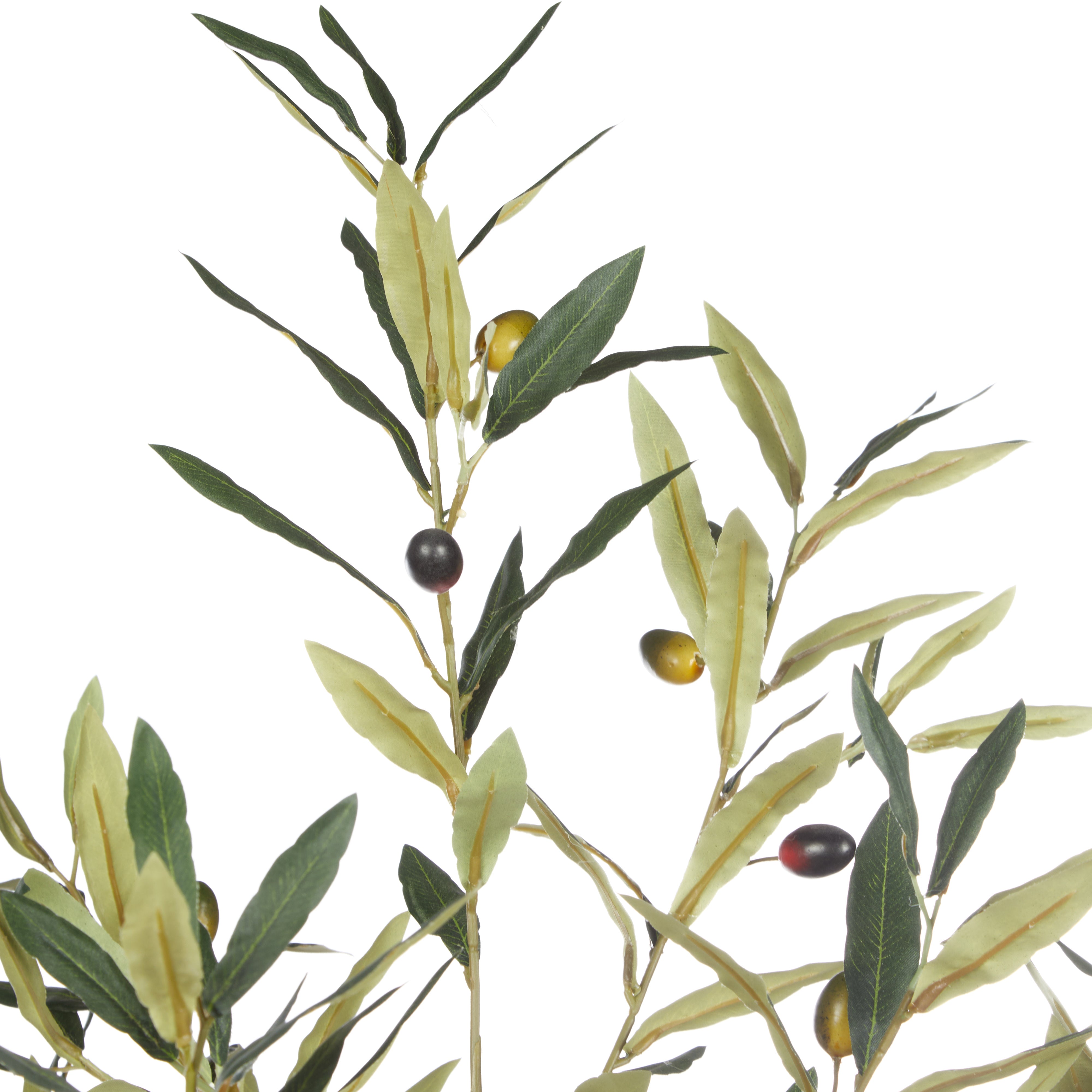 Rogue Olive Tree - Trillium Planter 164cm
