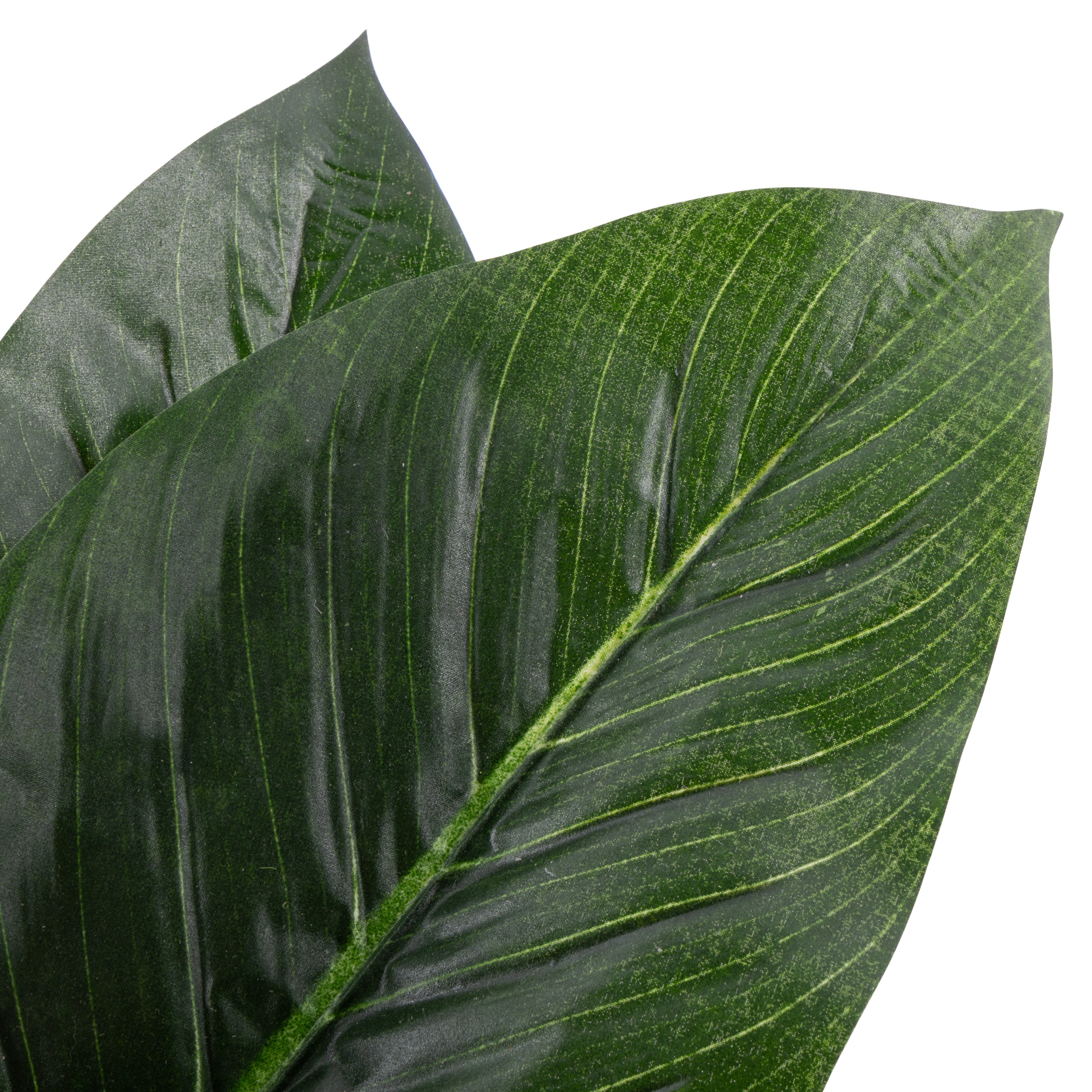 Rogue Philodendron UV - Garden Pot 60cm