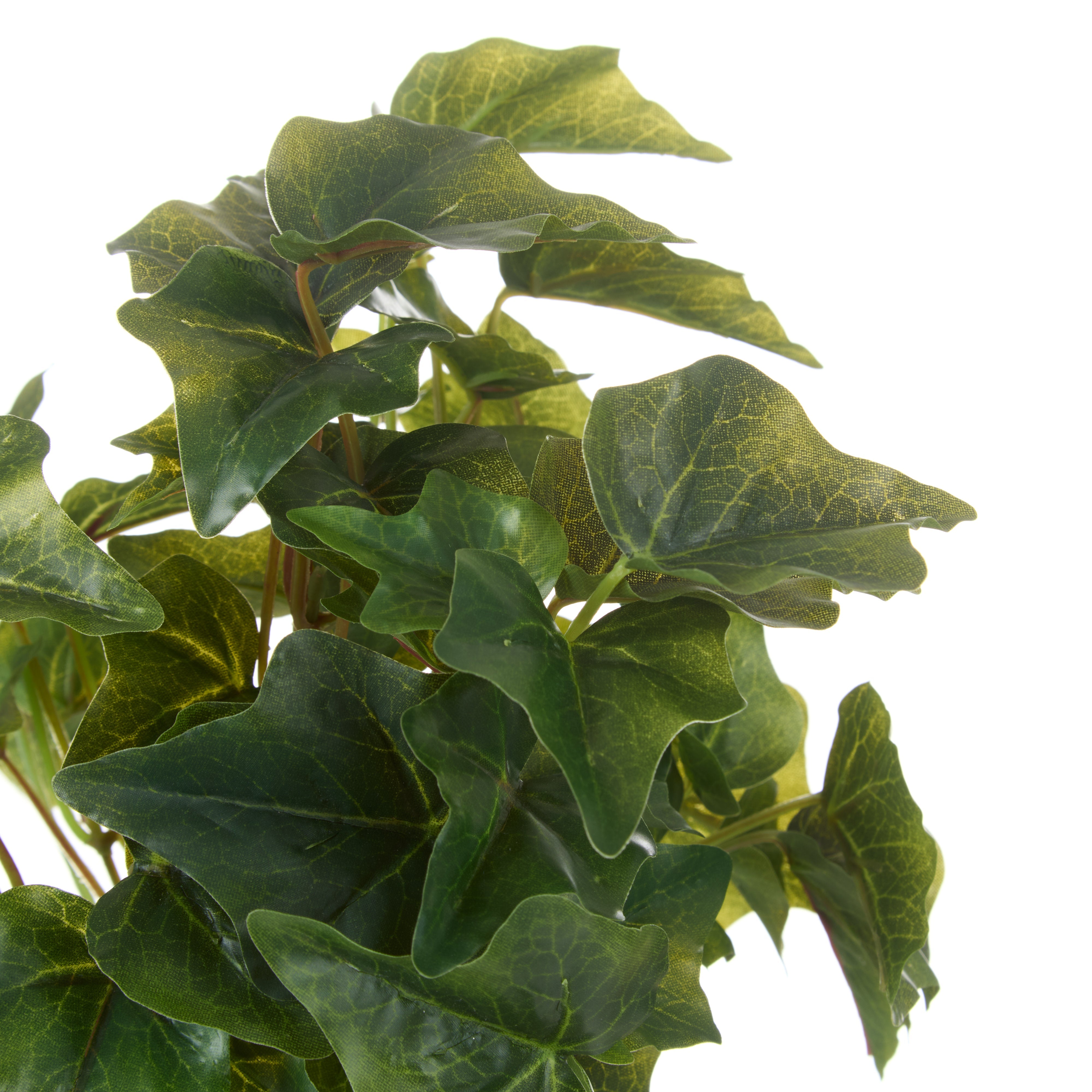 Rogue Ivy Bush